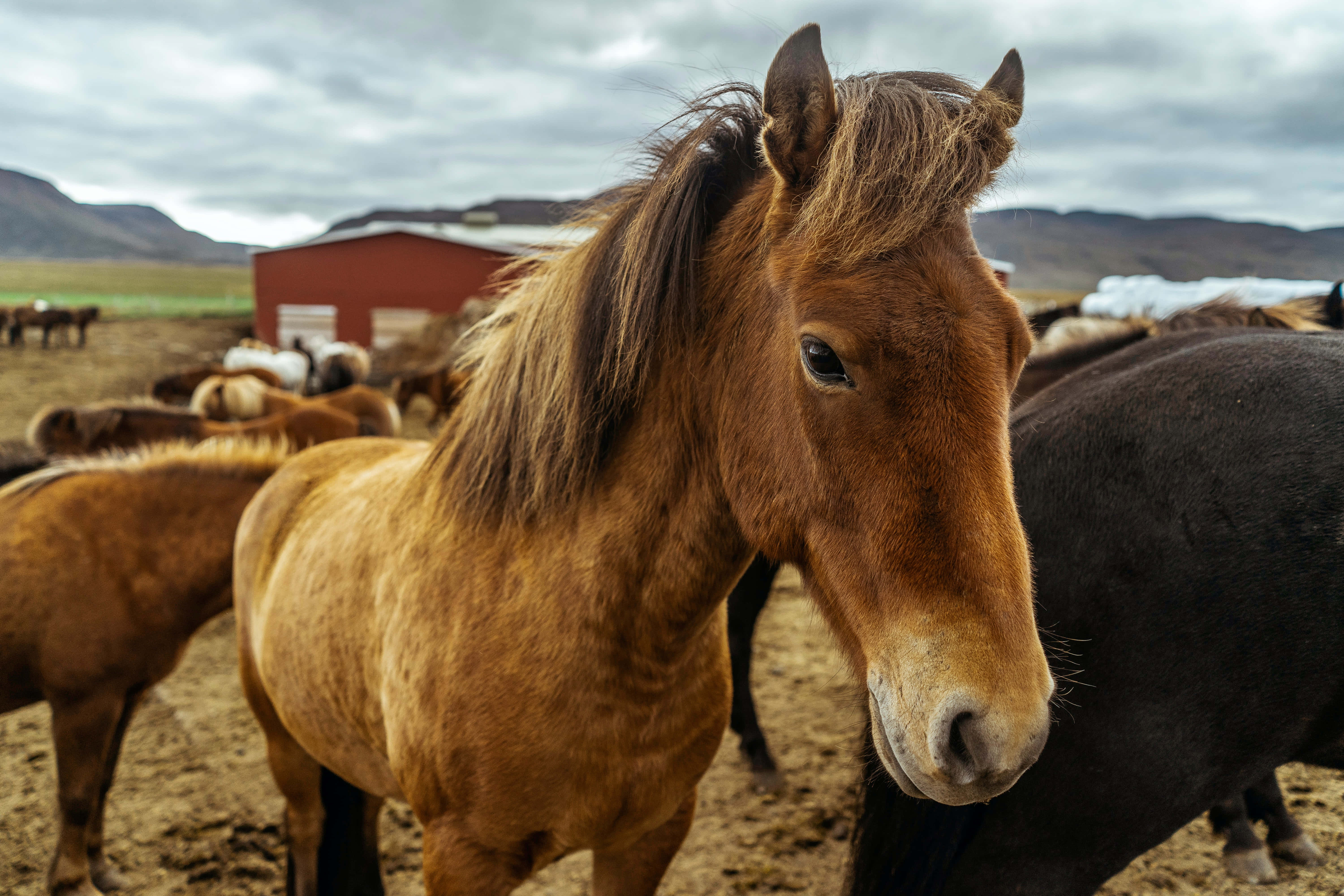 Beautiful Horses 桌布 壁紙 — 一匹棕色冰島馬的特寫，擁有濃密的鬃毛，站在泥濘的田野中，靠近一座紅色穀倉，背景有山脈。