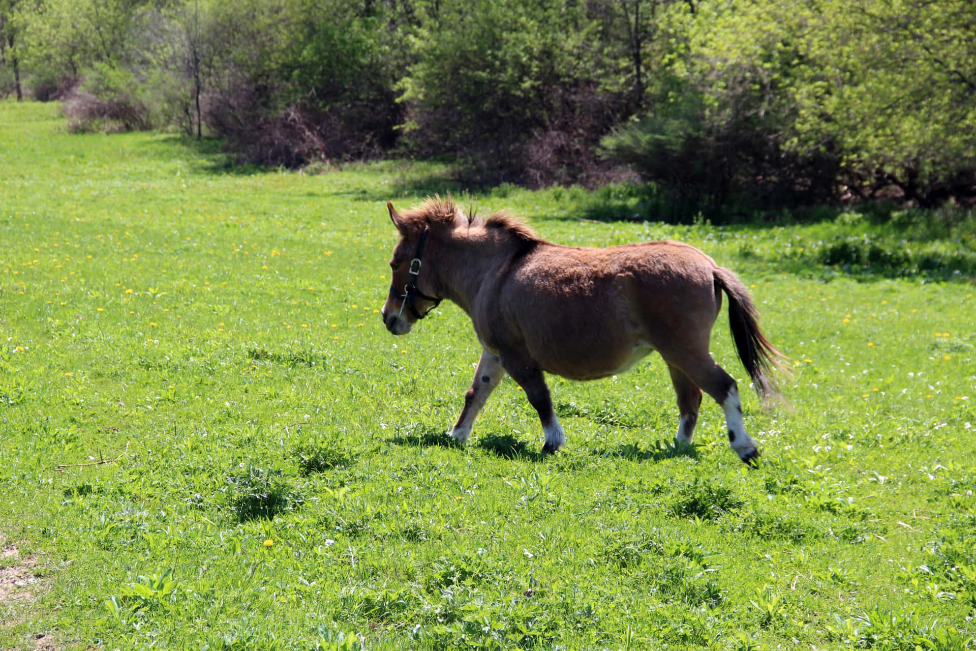 pony 桌布 壁紙 — 一匹棕色小馬穿著白色襪子，在陽光明媚、點綴著黃花的綠色草地上小跑。