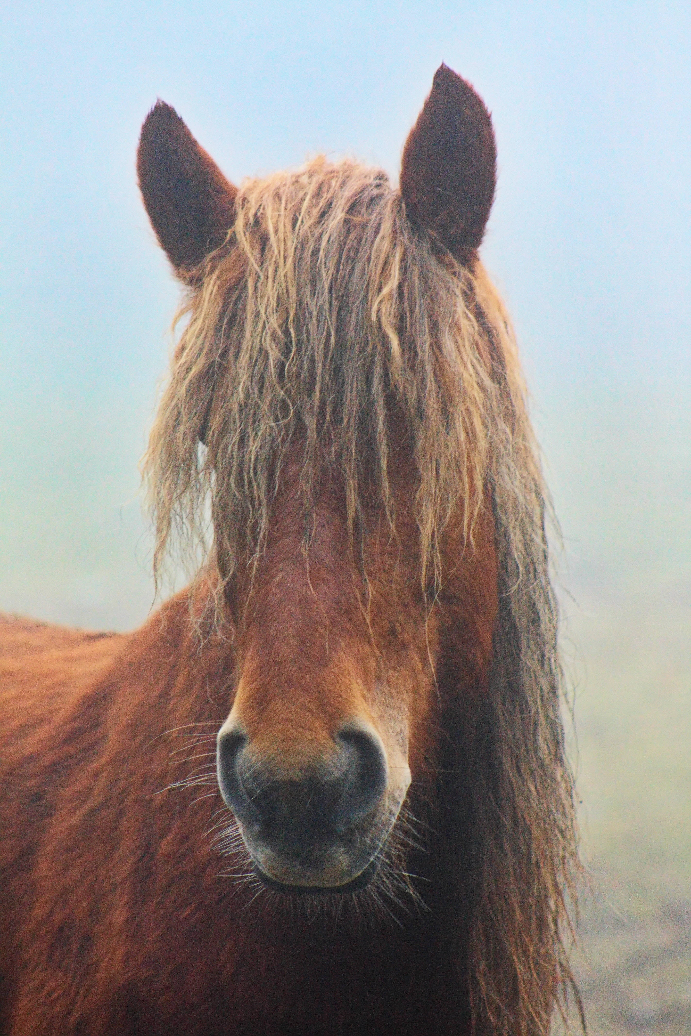 Horse iPhone 桌布 壁紙 — 一匹棕色馬匹的近距離特寫，牠有著蓬鬆的鬃毛，在霧氣瀰漫的早晨空氣中平靜地凝視。