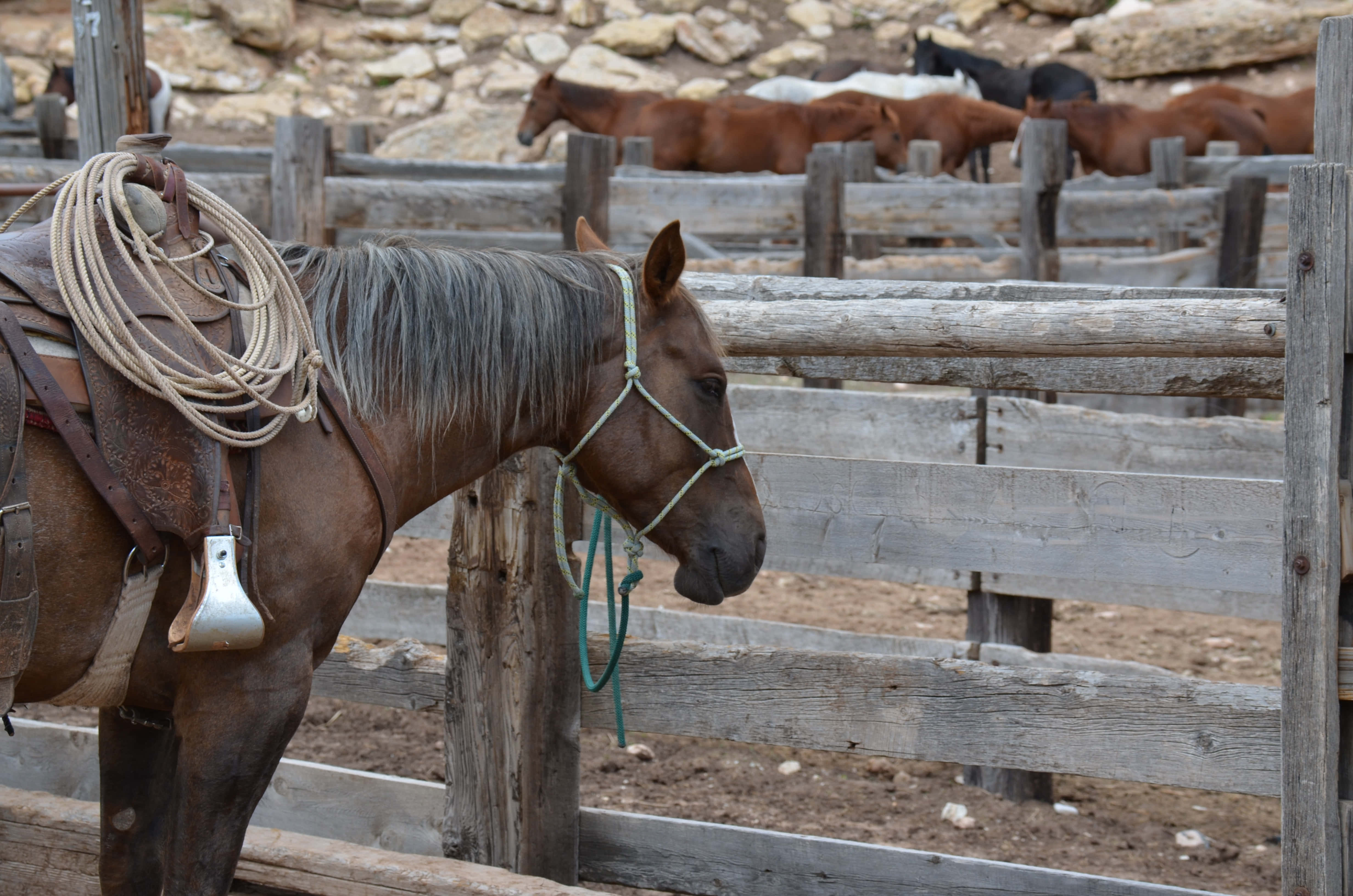Beautiful Horses 桌布 壁紙 — 一匹棕色馬匹配以繩索馬鞍，平靜地站在一個風化的木製畜欄中，背景有其他馬匹。