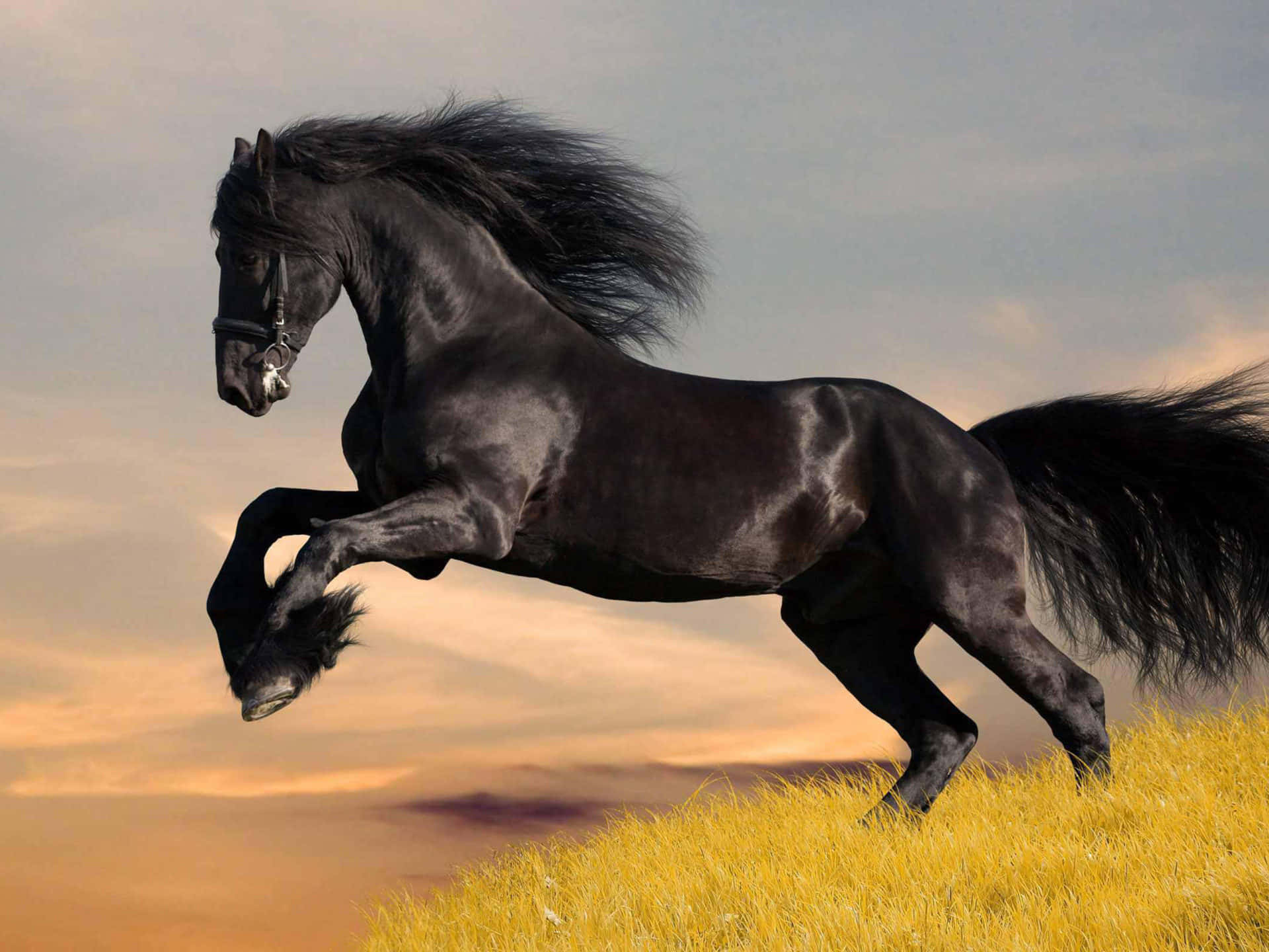 黑馬在日落時躍過金色草地