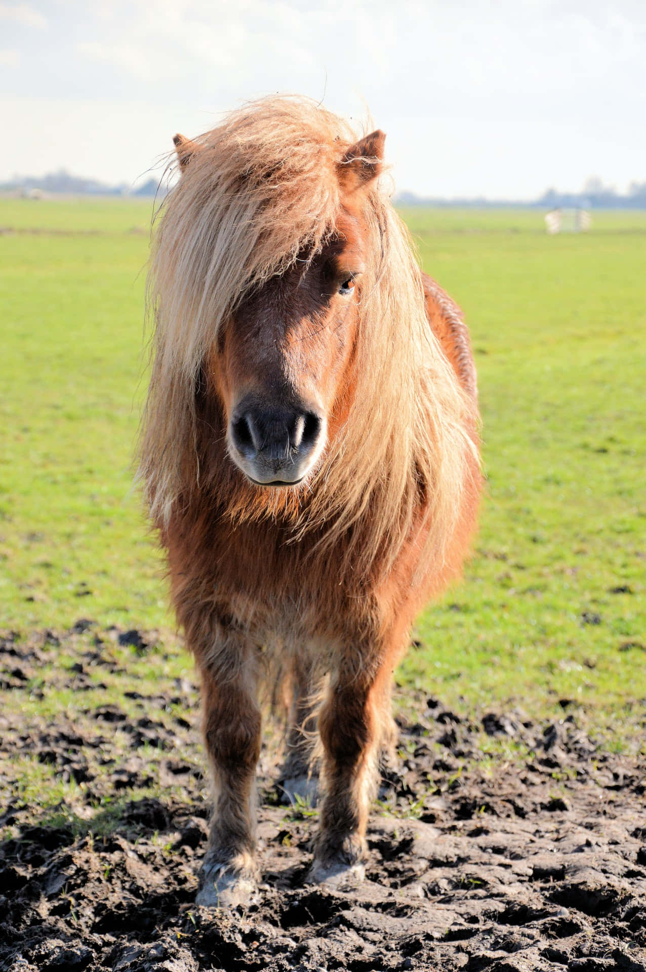 pony 桌布 壁紙 — 一匹毛茸茸嘅棕色小馬，長長嘅金色鬃毛，企喺泥濘嘅田野入面，天空晴朗。