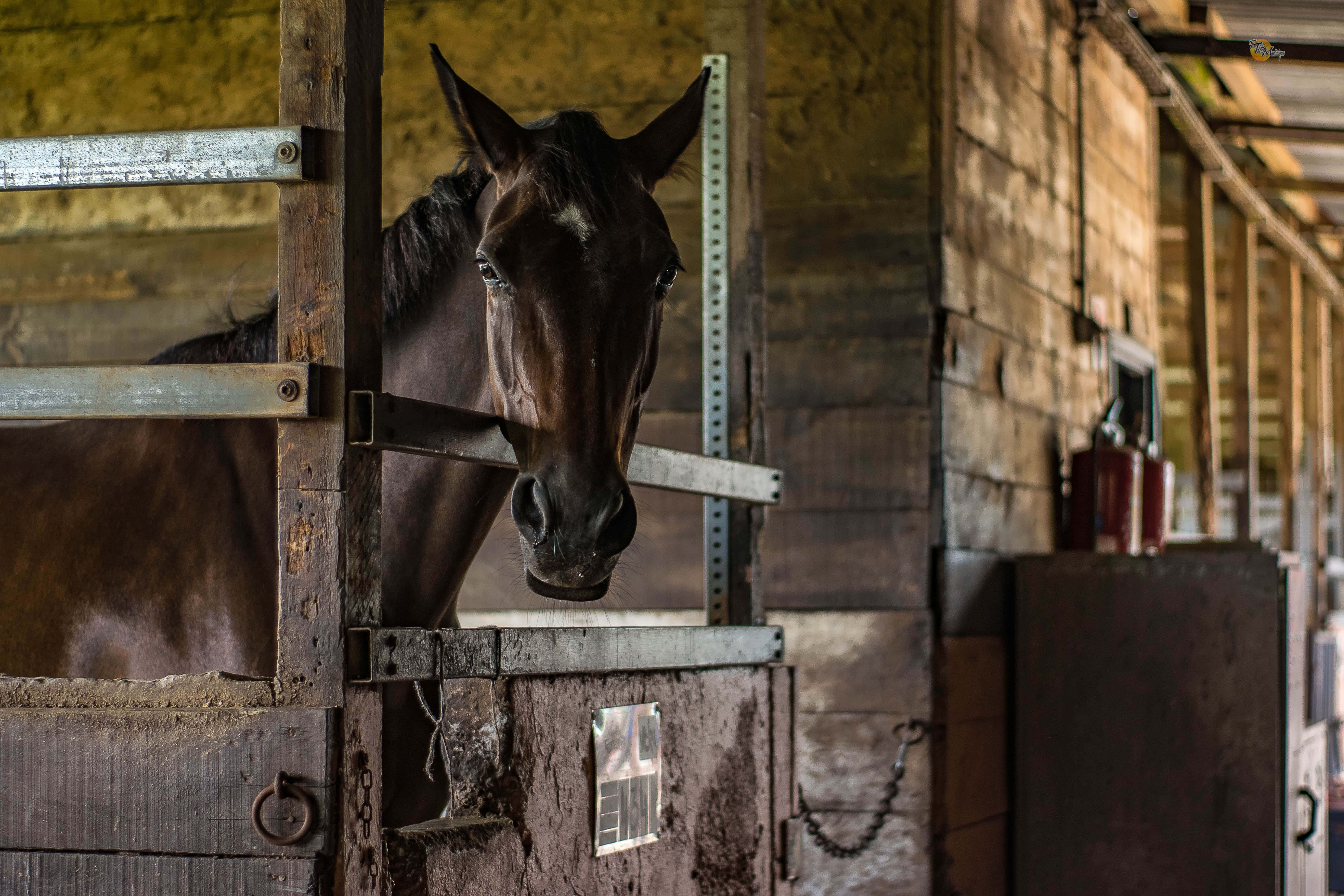 Beautiful Horses 桌布 壁紙 — 一匹深棕色馬好奇地透過一扇帶金屬欄杆的風化木馬廄門窺視。