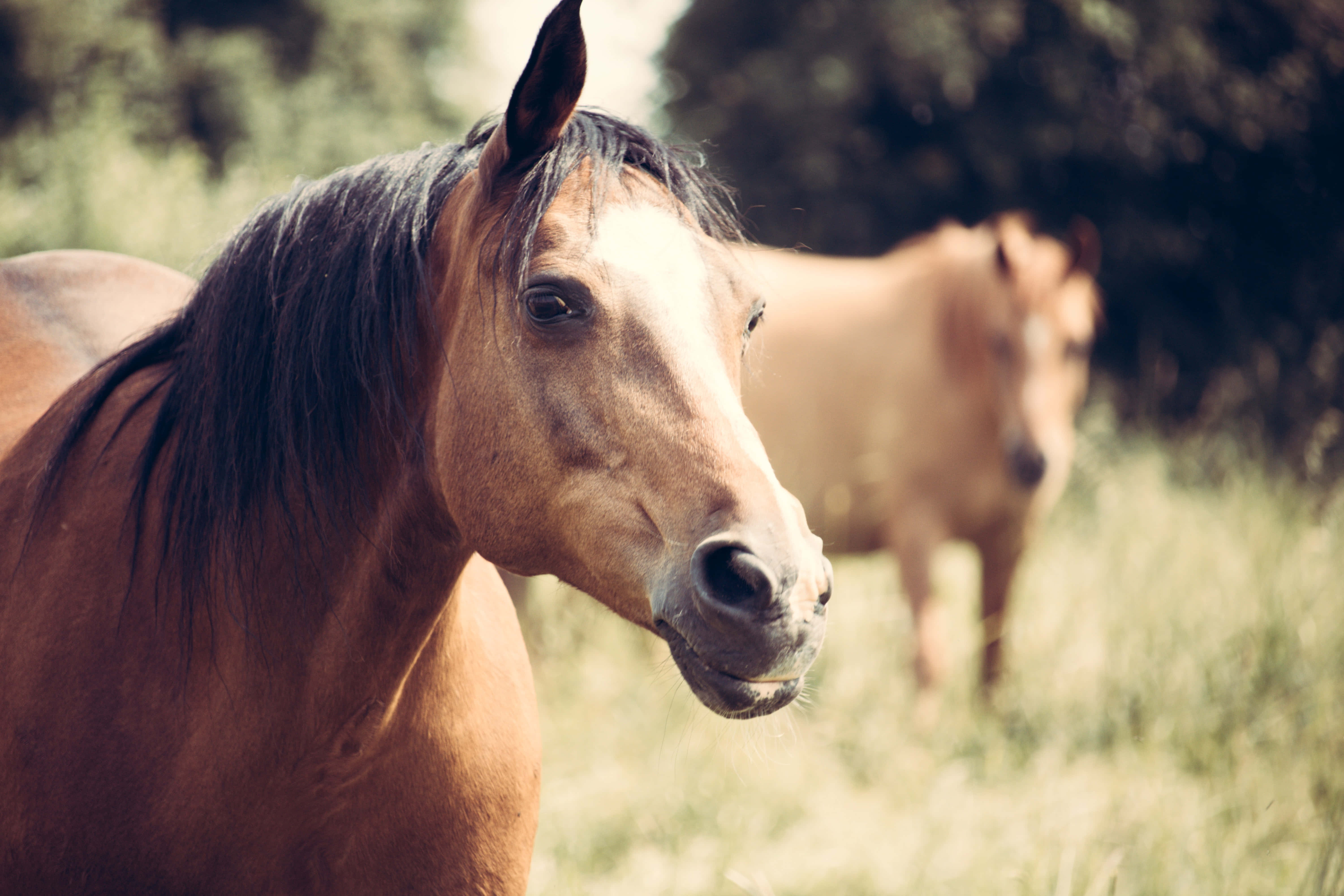 Beautiful Horses 桌布 壁紙 — 一匹深色鬃毛的棕色馬匹特寫，站在陽光照耀的草地上，背景有另一匹馬模糊可見。