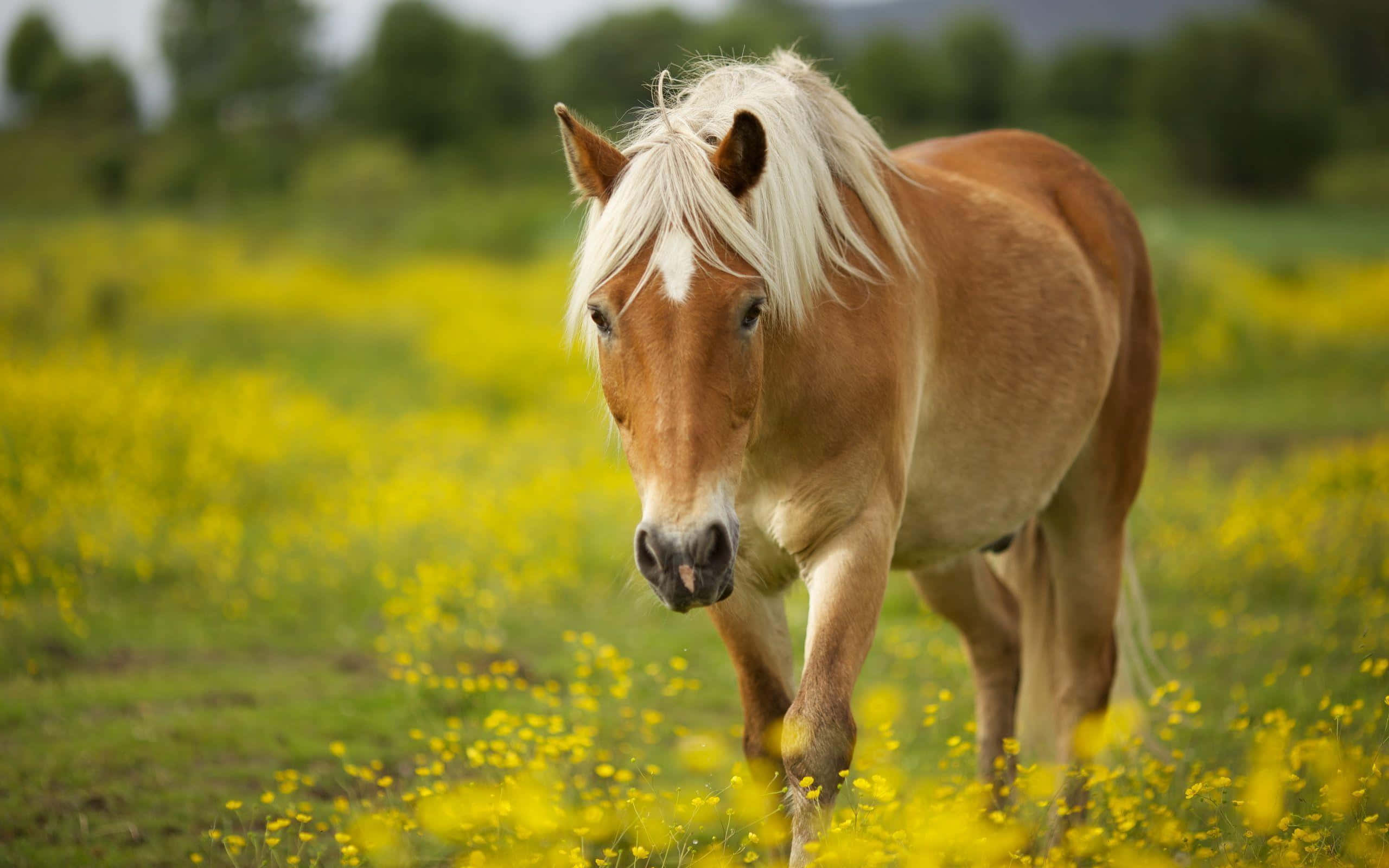 Brown Horse 桌布 壁紙 — 一匹淺棕色白鬃馬在柔和日光下走過一片充滿活力的黃色野花田。
