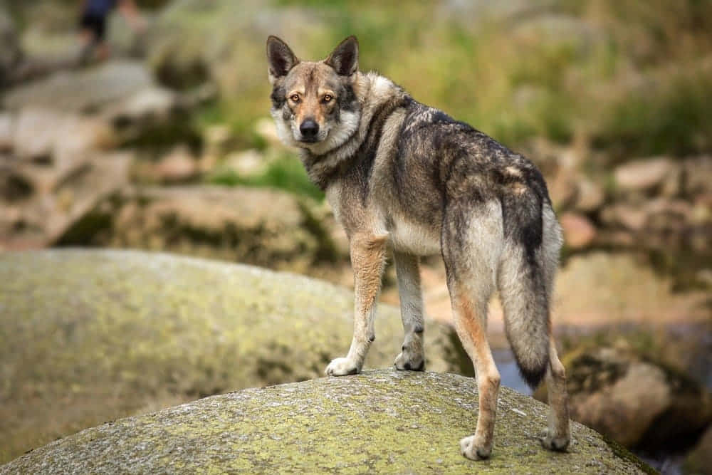 wolfdog 桌布 壁紙 — 一匹狼警覺地站在長滿苔蘚的石頭上，背景是模糊的森林，光線柔和自然。
