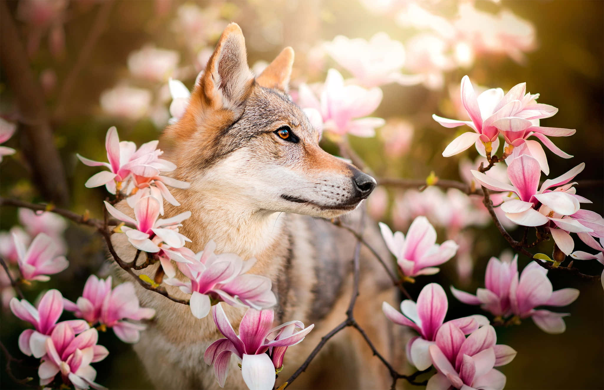 Wolf In Spring 桌布 壁紙 — 一匹狼透過沐浴在金色陽光下的粉紅色木蘭花瀑布，寧靜地凝視著。