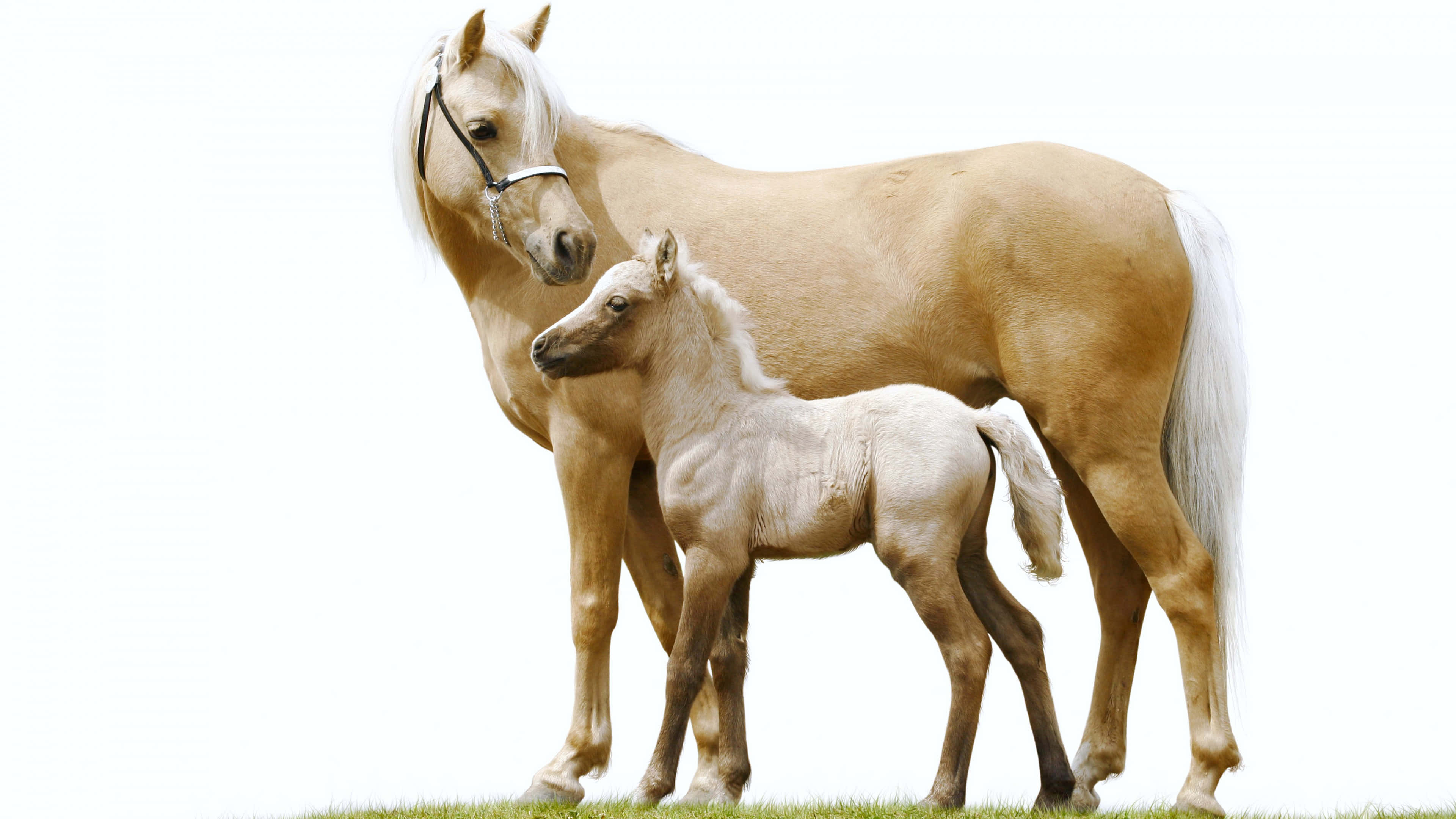 一匹甜美好奇的馬兒 壁紙 — 一匹平靜的成年帕洛米諾馬和牠的小馬駒在純白色背景前的一片綠草地上緊密地站在一起。