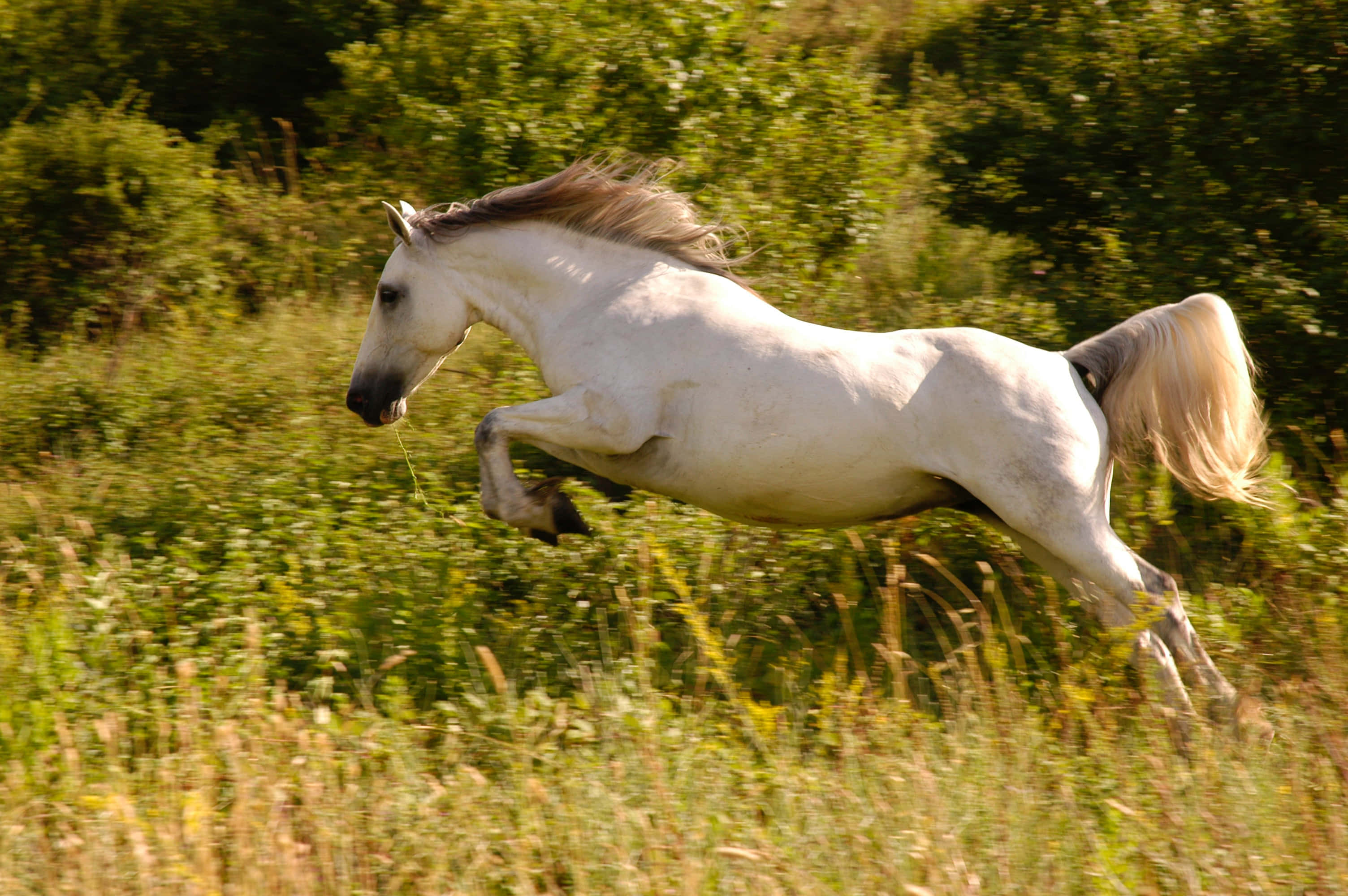 Beautiful Horses 桌布 壁紙 — 一匹白馬優雅地躍過陽光照耀的高大綠草田野，背景是模糊的樹葉。