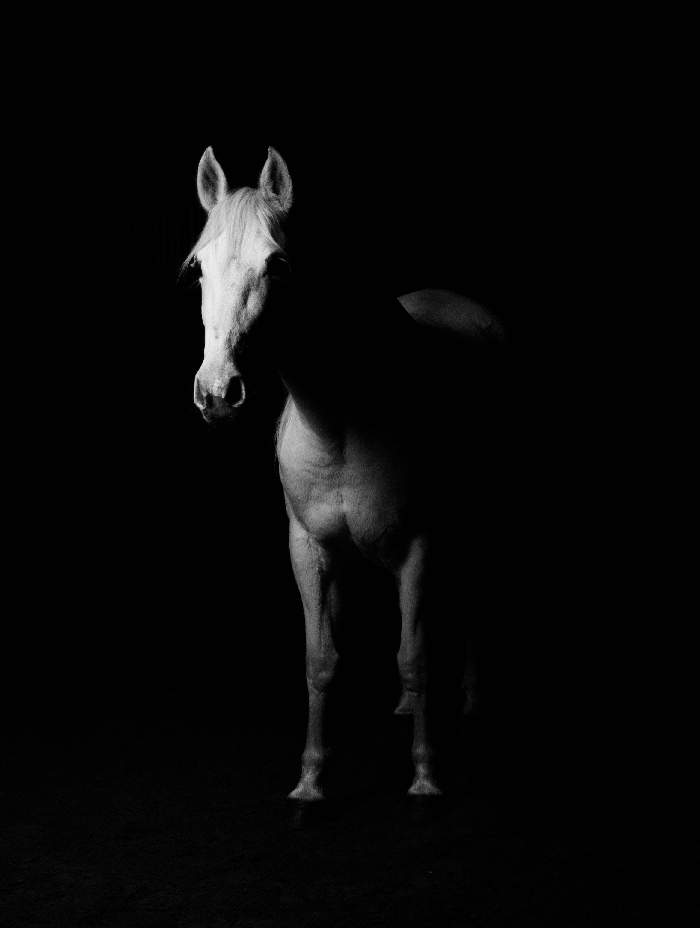Horse iPhone 桌布 壁紙 — 一匹白馬在純黑色背景下呈現鮮明的剪影，其頭部被照亮，顯露出寧靜的眼睛和高貴的特徵。