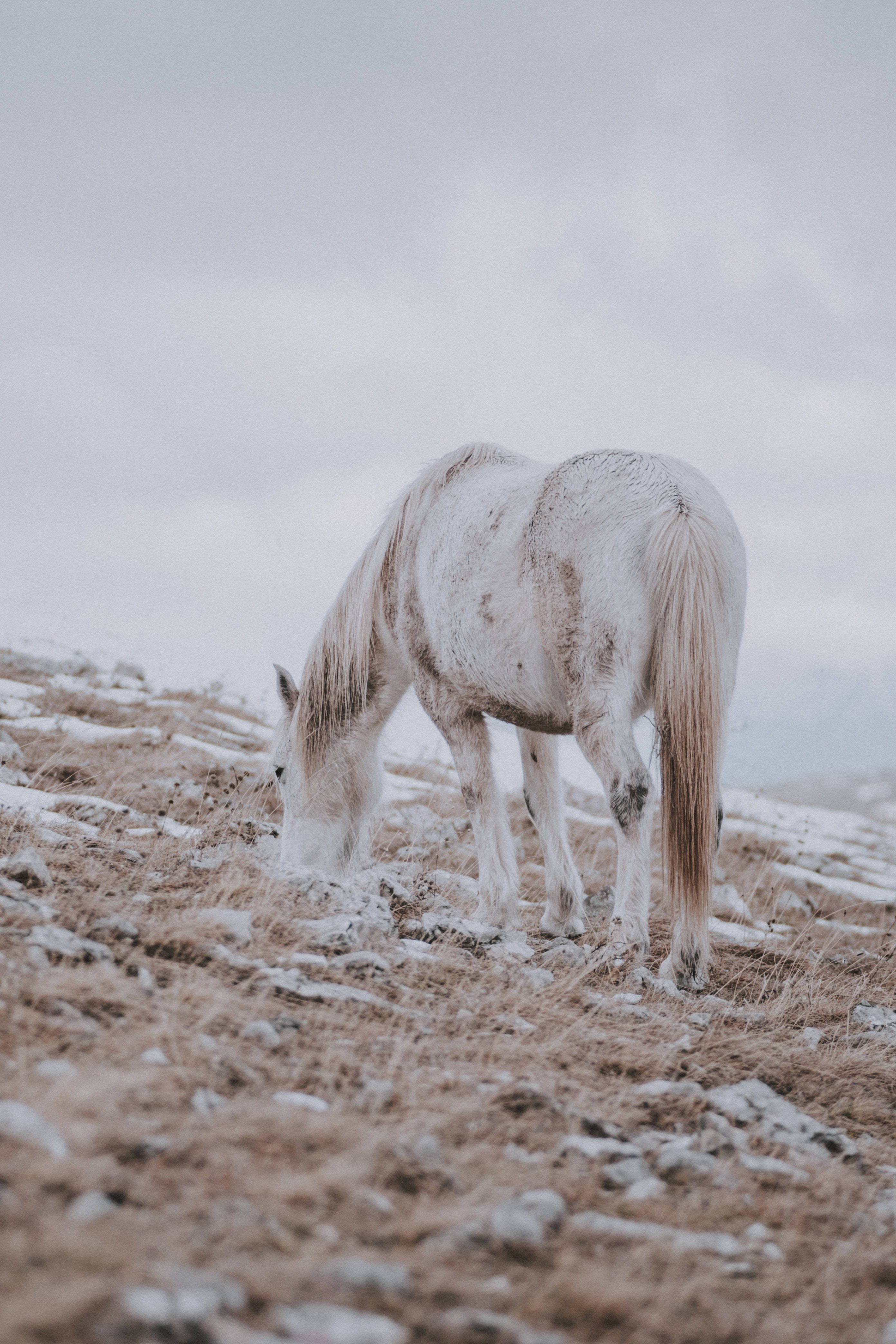 Horse iPhone 桌布 壁紙 — 一匹白馬在陰天下的霜凍田野中平靜地吃草。