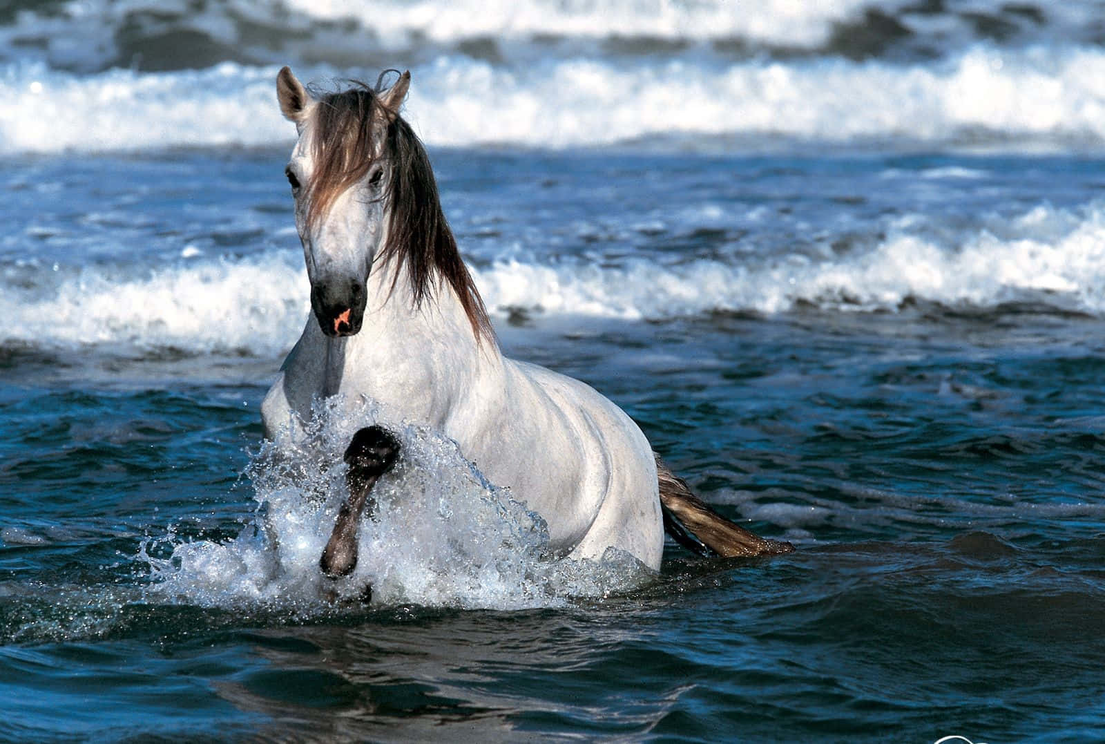 白馬在海灘的海浪中濺水
