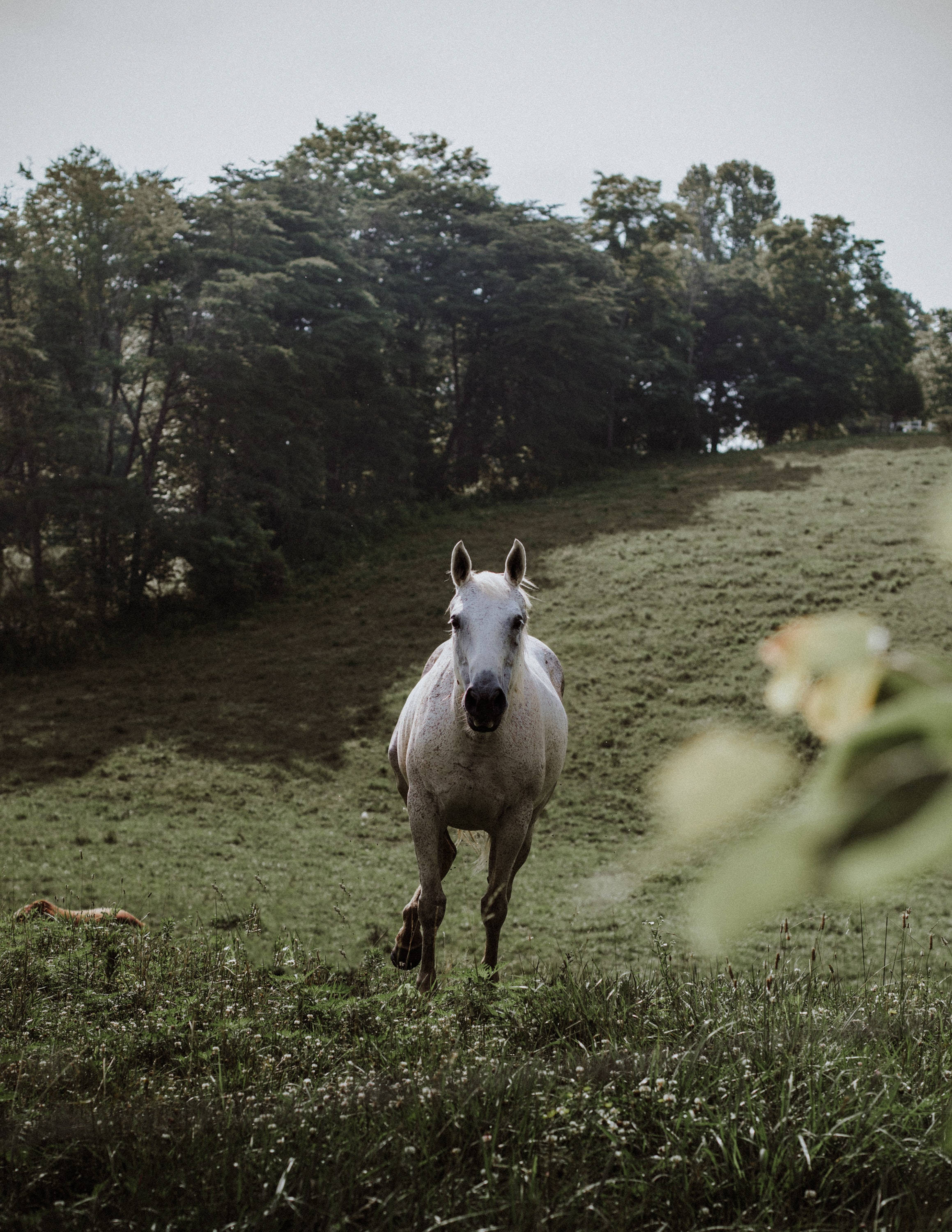 Horse iPhone 桌布 壁紙 — 一匹白馬越過長滿草的山丘，背景有茂密的樹木，向鏡頭奔馳而來。