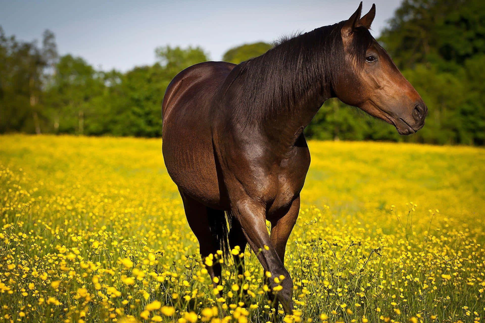 Brown Horse 桌布 壁紙 — 一匹線條流暢的棕色馬匹優雅地站在晴朗天空下充滿活力的黃色野花田中。