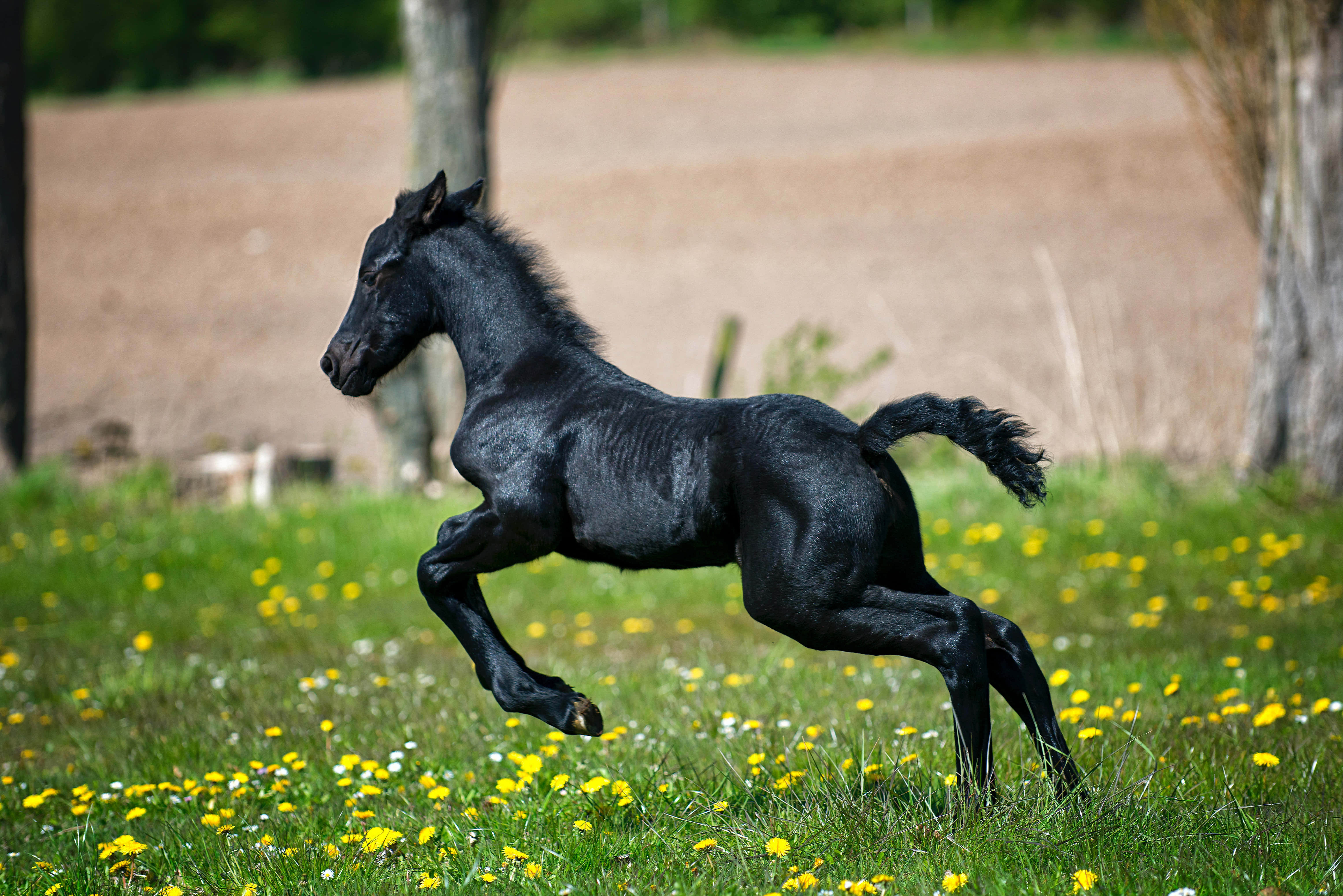 Beautiful Horses 桌布 壁紙 — 一匹線條流暢的黑色小馬在陽光明媚、點綴著黃色蒲公英和綠草的草地上優雅地跳躍。