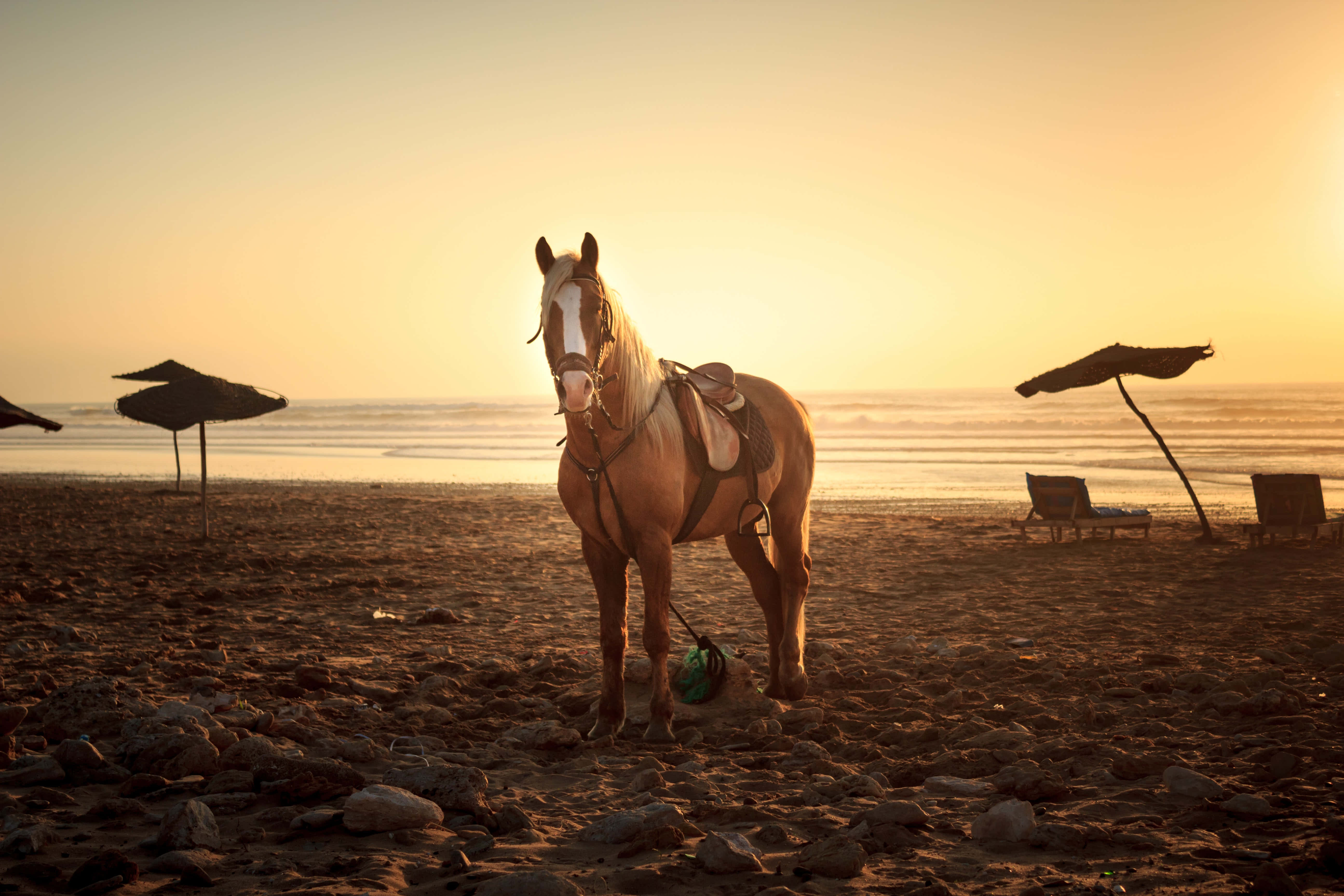 Beautiful Horses 桌布 壁紙 — 一匹金色的馬在日落時分平靜地站在陽光普照的海灘上，背景有海浪和沙灘傘。