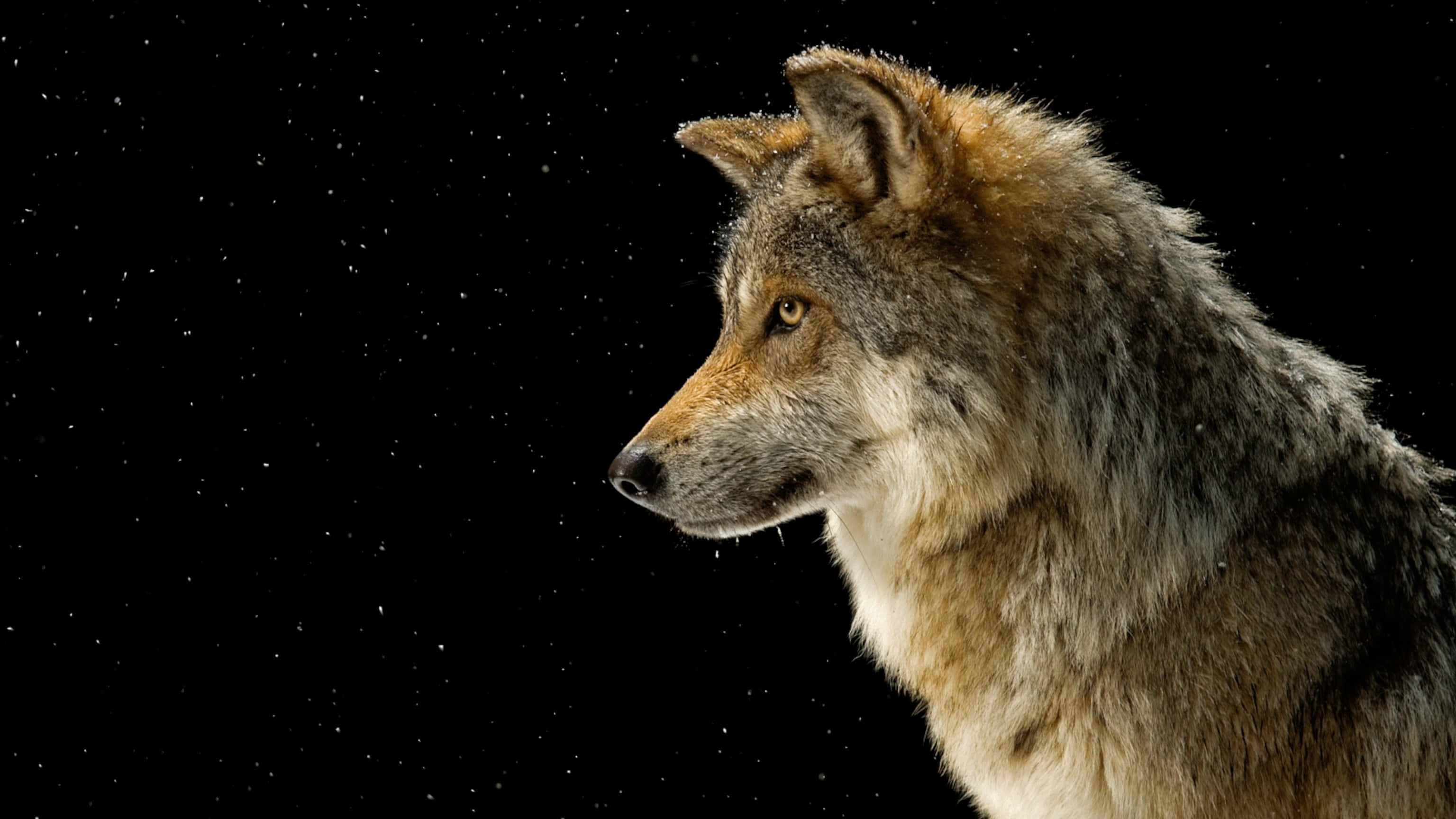 Wolf Photography 桌布 壁紙 — 一匹雄偉的狼側面凝視右方，背景是繁星點點的黑色夜空，雪花飄落。