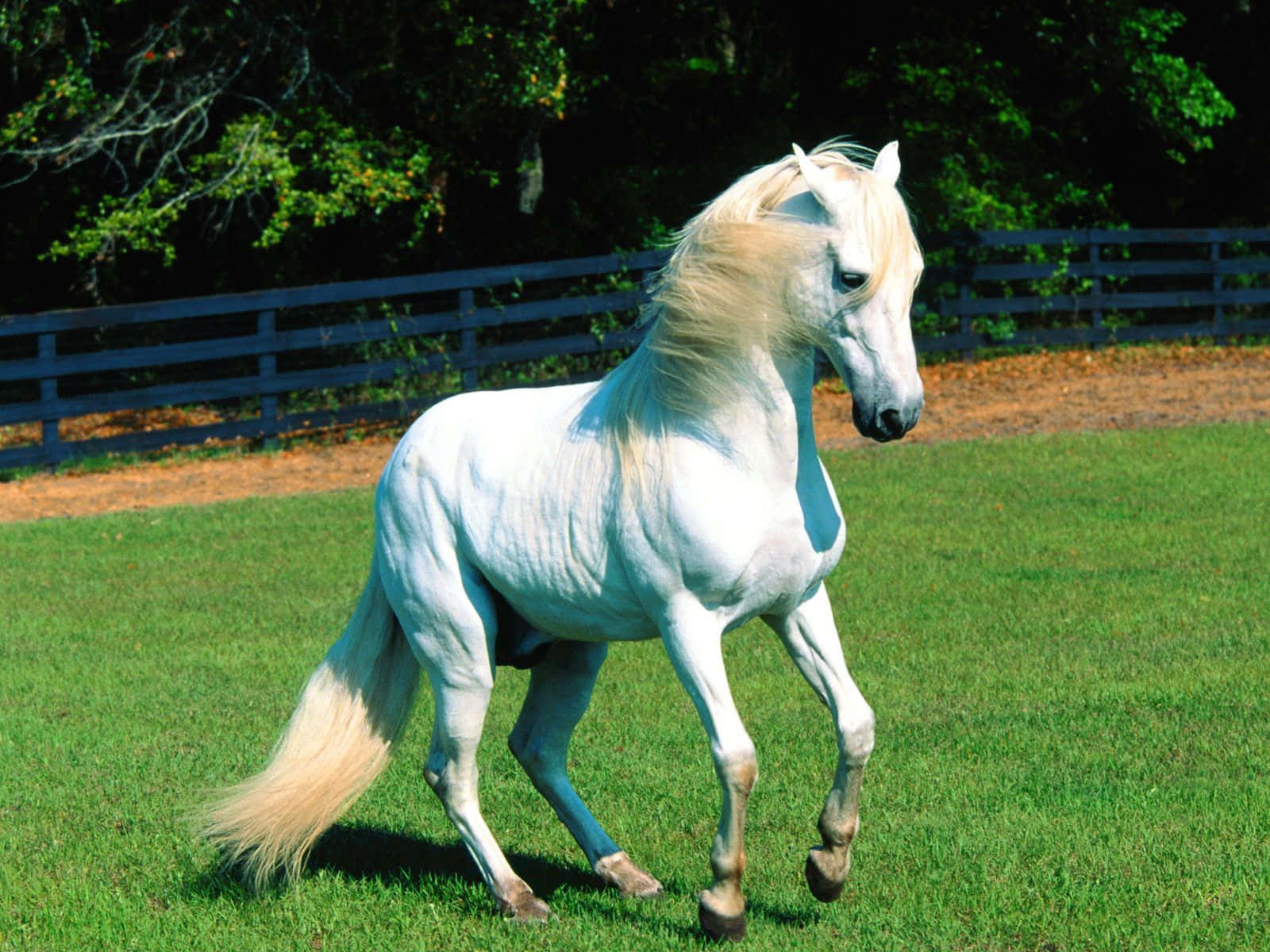 Beautiful Animal 桌布 壁紙 — 一匹雄偉的白馬，飄逸著金色鬃毛，優雅地奔馳在陽光明媚的綠色牧場上，牧場周圍有木柵欄和茂密的樹木。