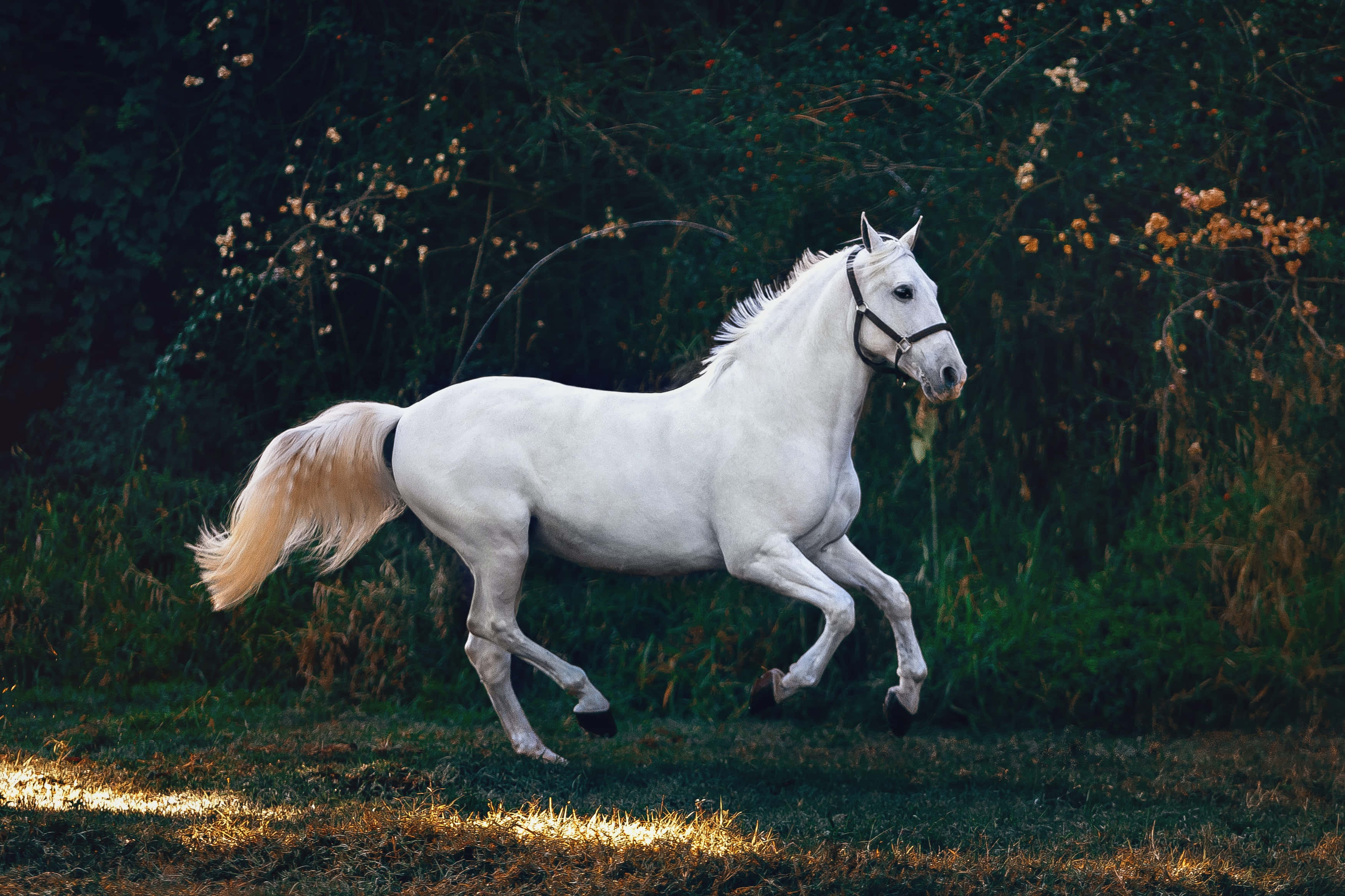 Beautiful Horses 桌布 壁紙 — 一匹雄偉的白馬優雅地奔馳在陽光普照的森林空地，周圍是金色的草地和深色的樹葉。