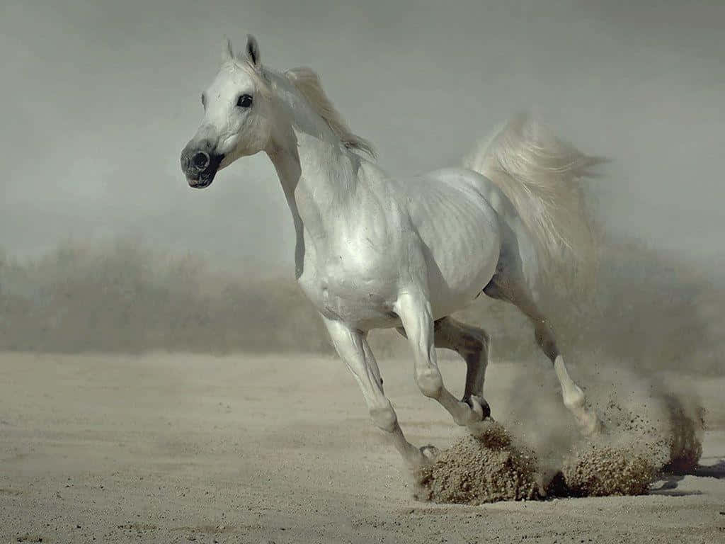 White Horse 桌布 壁紙 — 一匹雄偉的白馬在塵土飛揚的沙漠景觀中強力奔騰，揚起沙塵。