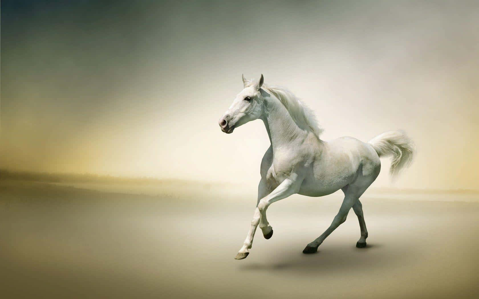 White Horse 桌布 壁紙 — 一匹雄偉的白馬在柔和漫射光下，優雅地奔馳於迷濛的金色田野中。