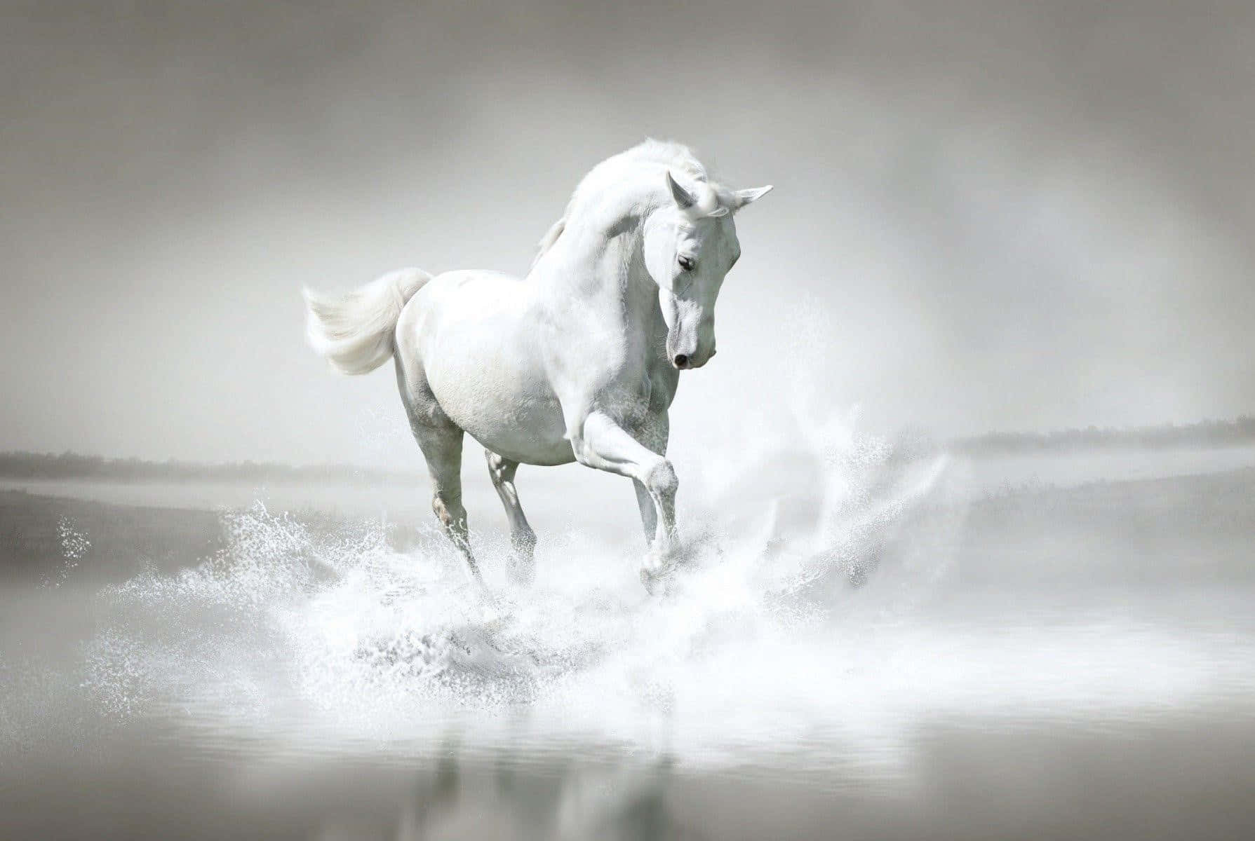 White Horse 桌布 壁紙 — 一匹雄偉的白馬在淺水中奔馳，在霧濛濛的灰色背景下濺起戲劇性的水花。