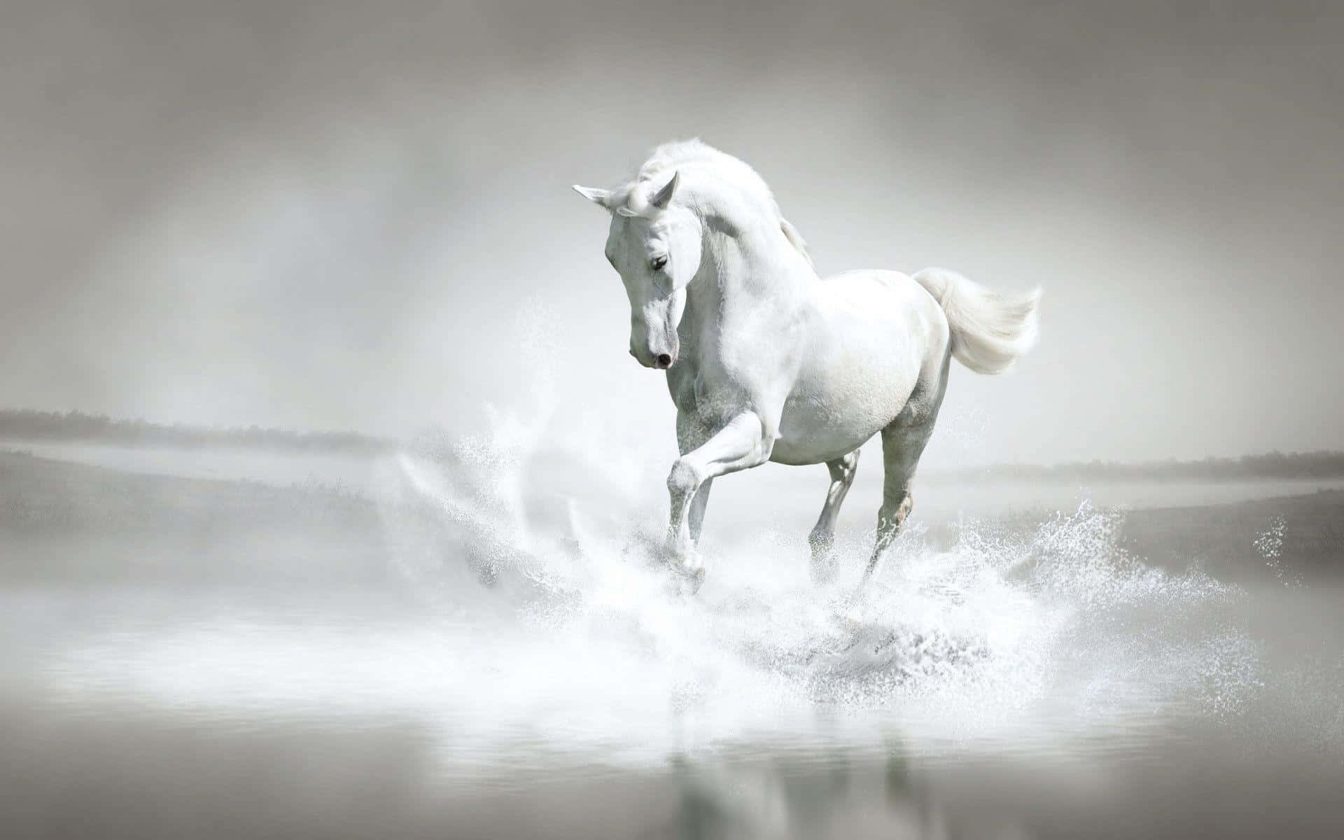 White Horse 桌布 壁紙 — 一匹雄偉的白馬在淺水中奔馳，在霧濛濛的灰色背景下激起戲劇性的水花。