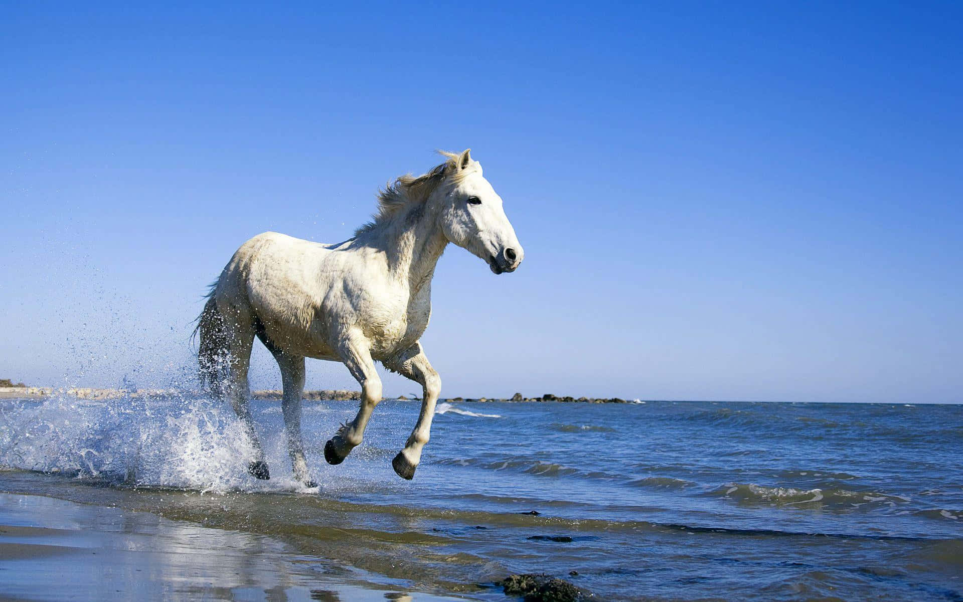 White Horse 桌布 壁紙 — 一匹雄偉的白馬在清澈藍天下，強而有力地奔騰於淺海波浪之中。