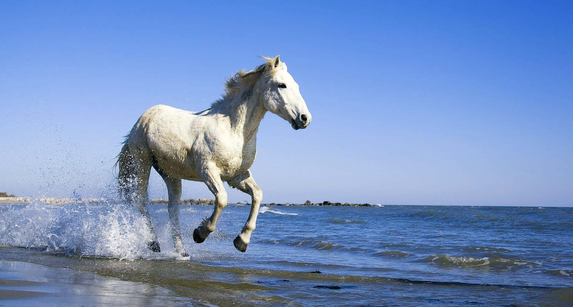 White Horse 桌布 壁紙 — 一匹雄偉的白馬在清澈藍天下奔騰於淺海波浪中。