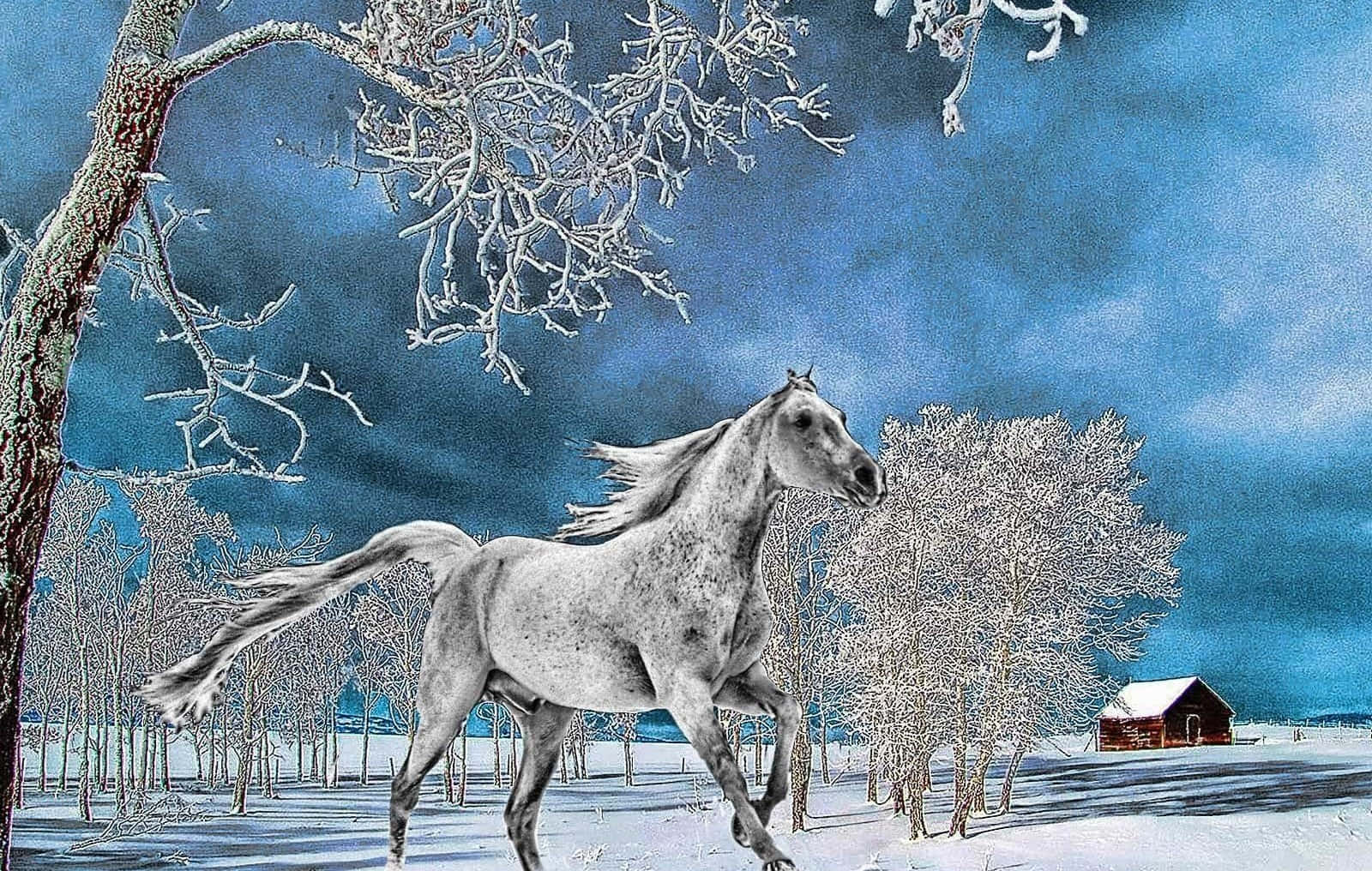 Winter Painting 桌布 壁紙 — 一匹雄偉的白馬在白雪覆蓋的冬季森林中奔馳，天空戲劇性的藍色，樹木覆蓋著霜，遠處有一座紅色穀倉。