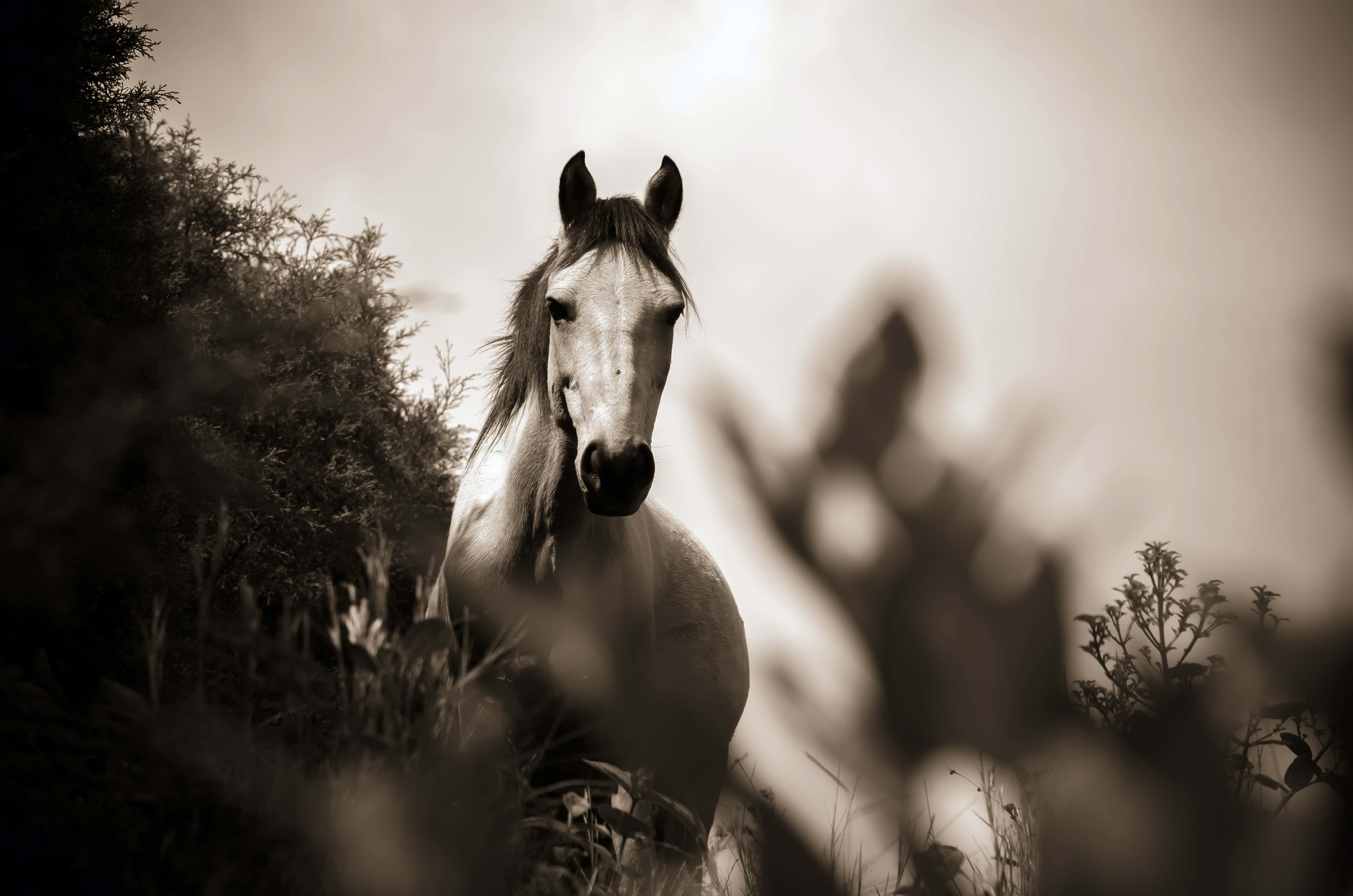 Beautiful Horses 桌布 壁紙 — 一匹雄偉的白馬在陽光明媚的田野中警覺地站立，周圍是模糊的樹葉，照片呈現懷舊的棕褐色調。