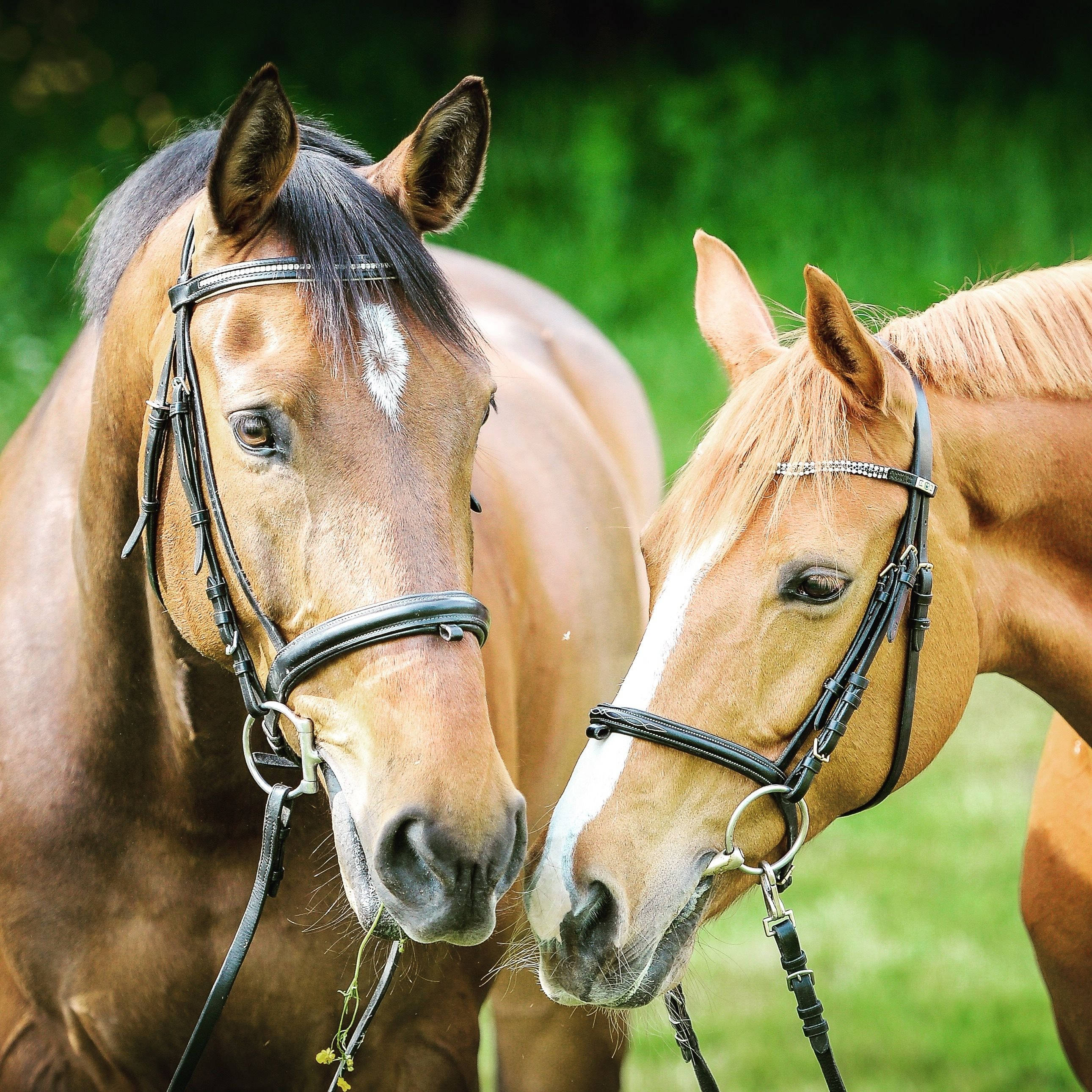 一匹雄偉馬匹的近距離特寫 壁紙 — 兩匹配有馬鞍、額上有白色星斑的馬在陽光照耀的綠色牧場上互相蹭鼻。