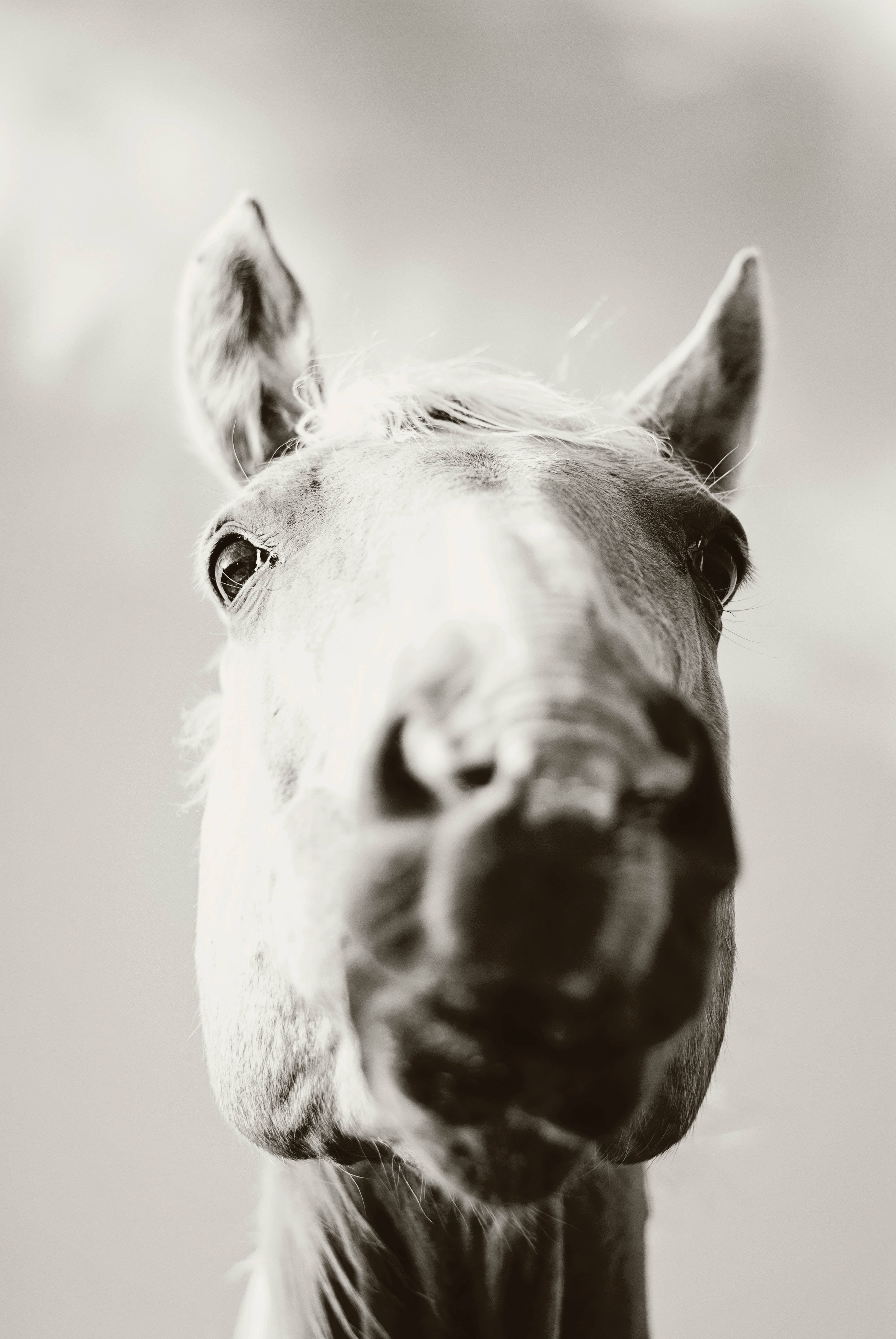 Horse iPhone 桌布 壁紙 — 一匹馬的臉部特寫黑白肖像，直視鏡頭，背景柔和模糊。