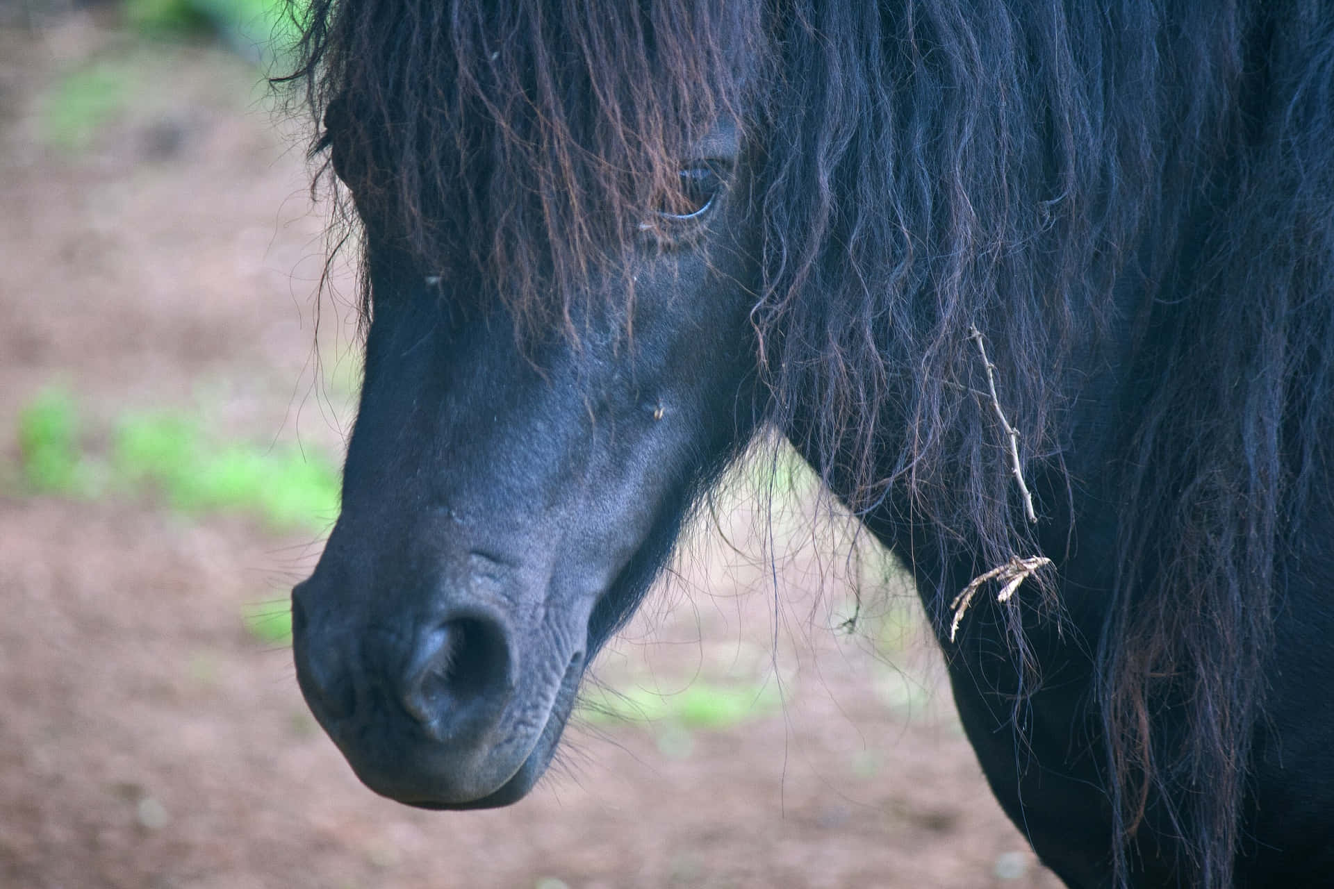 pony 桌布 壁紙 — 一匹黑馬寧靜的面部特寫，長長的鬃毛飄逸，背景是模糊的泥土色調。