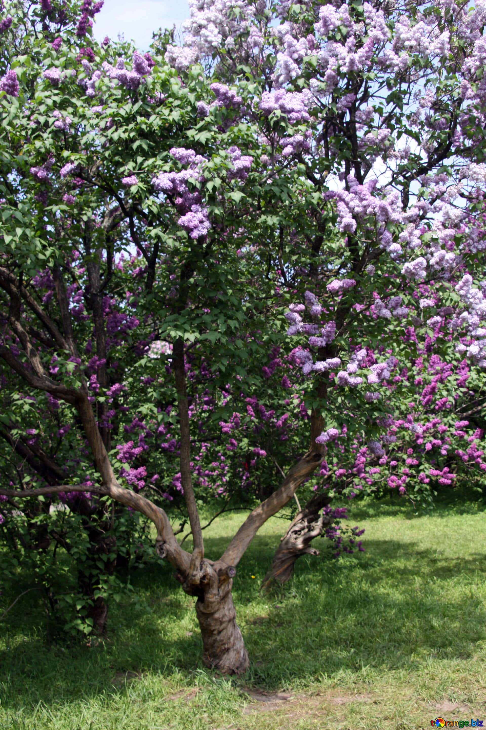 Lilac Tree 桌布 壁紙 — 一叢茂盛的丁香花在明亮的藍天下綻放紫色花朵，在綠草上投下斑駁的陰影。