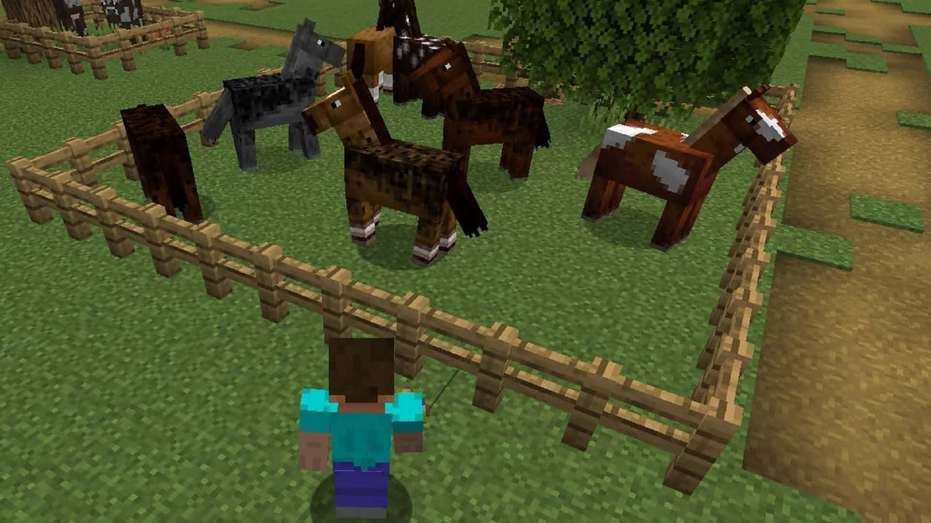 Minecraft Horses 桌布 壁紙 — 一名Minecraft玩家站在木柵欄前，柵欄內有幾匹像素化的馬在草地上。
