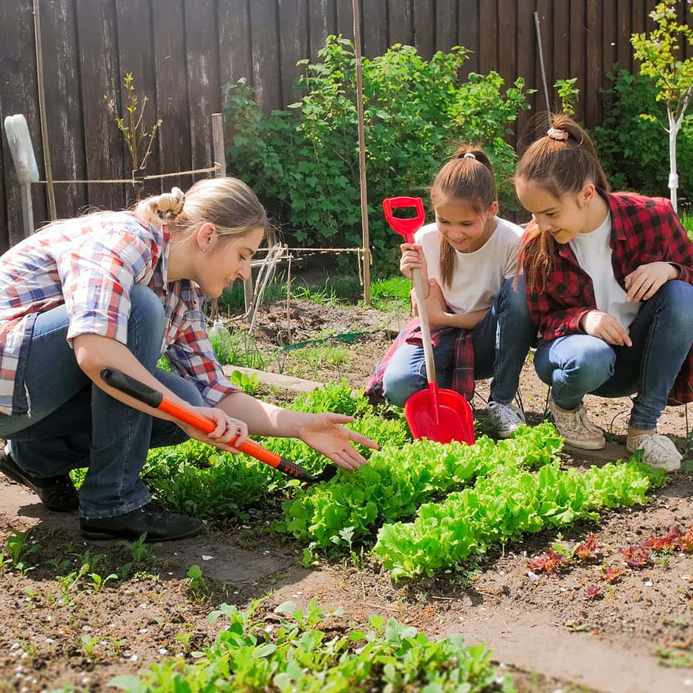 Gardening 桌布 壁紙 — 一名女子和兩個女孩蹲在陽光明媚的後院花園裡照料一排排新鮮的綠色生菜。