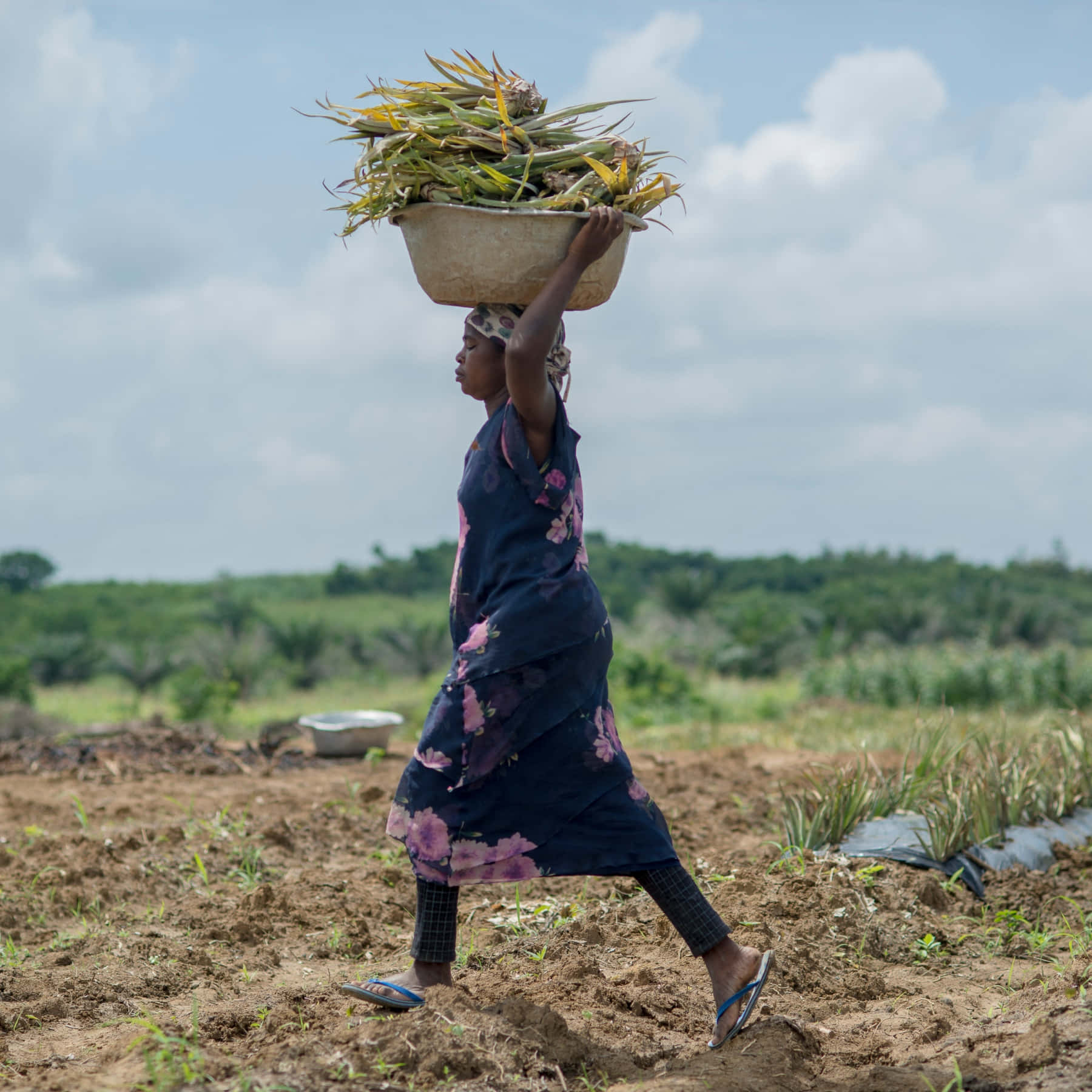 Farmer 桌布 壁紙 — 一名女子頭頂著裝滿收穫的菠蘿頂部的沉重籃子，走過陽光明媚的田野。