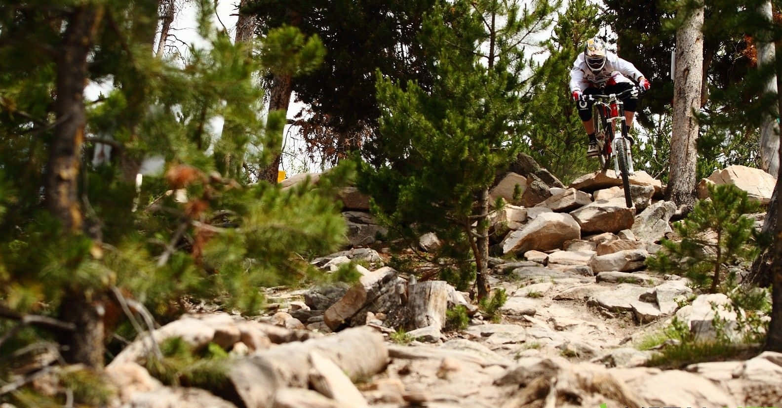 Mtb 桌布 壁紙 — 一名山地單車手在茂密松樹林中的崎嶇岩石小徑上行駛，置身於森林覆蓋的山區環境。