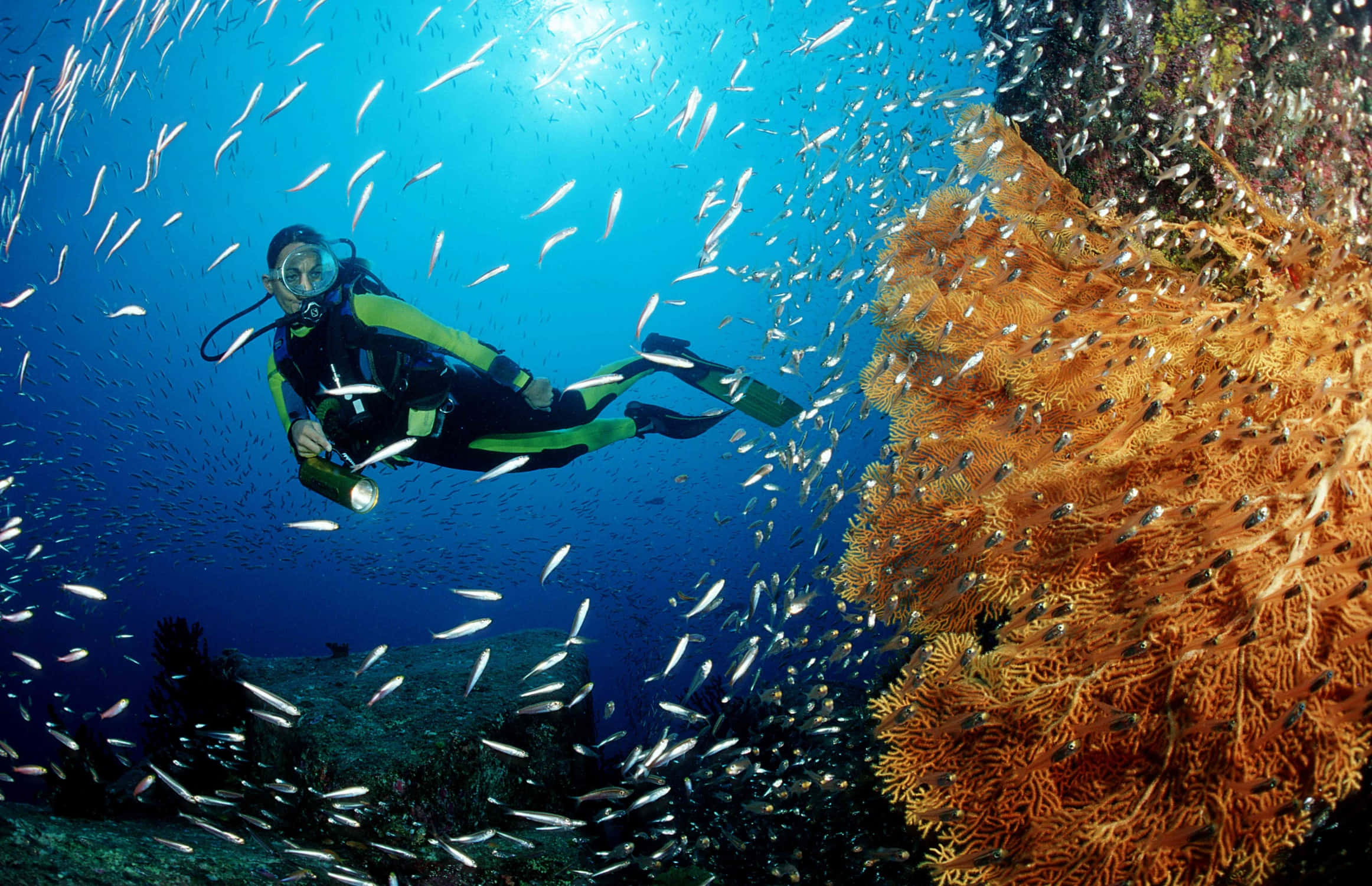 diving 桌布 壁紙 — 一名水肺潛水員在充滿活力的藍色海水中滑行，周圍環繞著閃閃發光的魚群和巨大的橙色珊瑚結構。