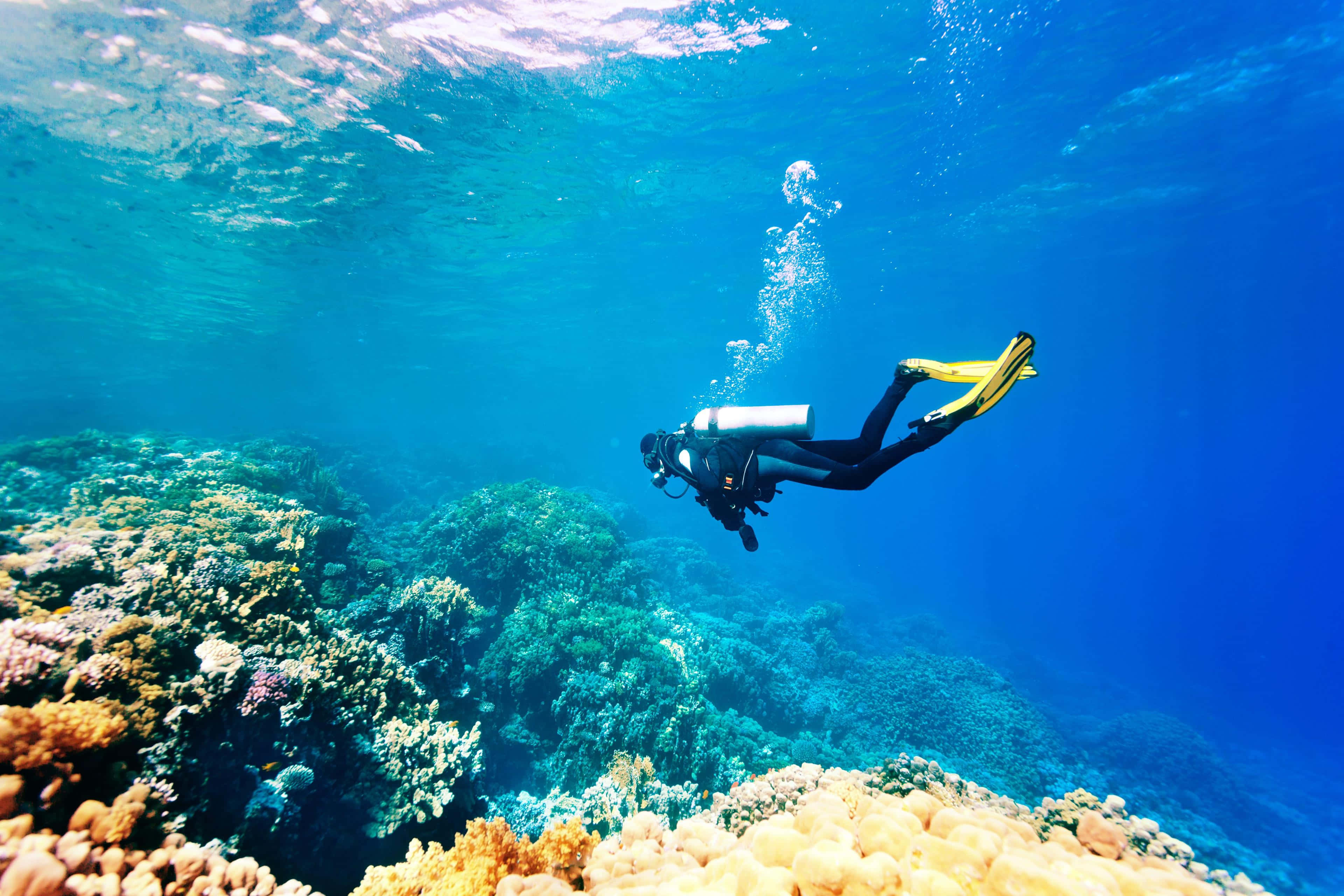 diving 桌布 壁紙 — 一名水肺潛水員在水晶般清澈的碧綠海水下，優雅地滑過生機勃勃的珊瑚礁。