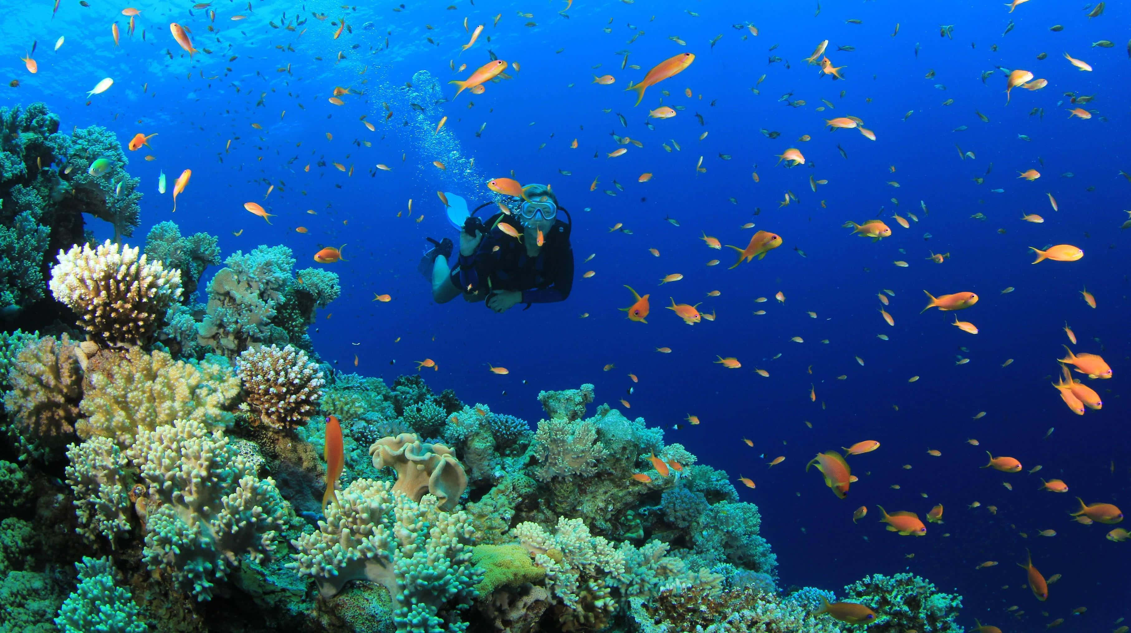diving 桌布 壁紙 — 一名水肺潛水員在深藍色海水背景下探索充滿橙色和黃色魚類的 vibrant 珊瑚礁。