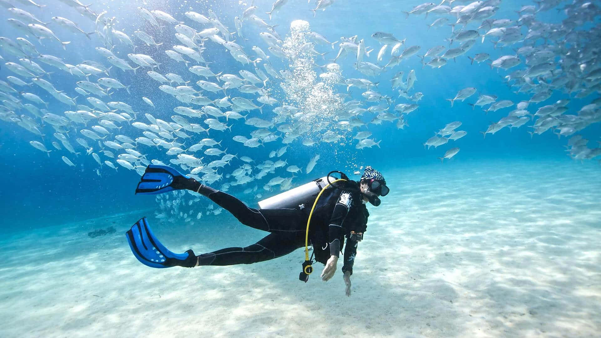 diving 桌布 壁紙 — 一名水肺潛水員在清澈的藍色海水中滑行，周圍環繞著一群旋轉的銀色魚群，下方是沙質海床。