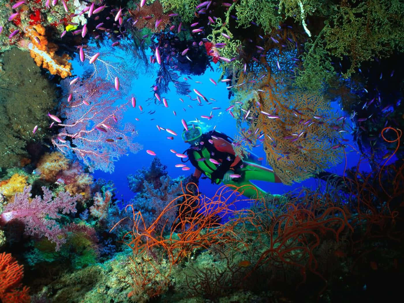 Aquatic 桌布 壁紙 — 一名水肺潛水員正在探索一個充滿色彩繽紛魚類和發光海洋生物嘅 vibrant 珊瑚礁。