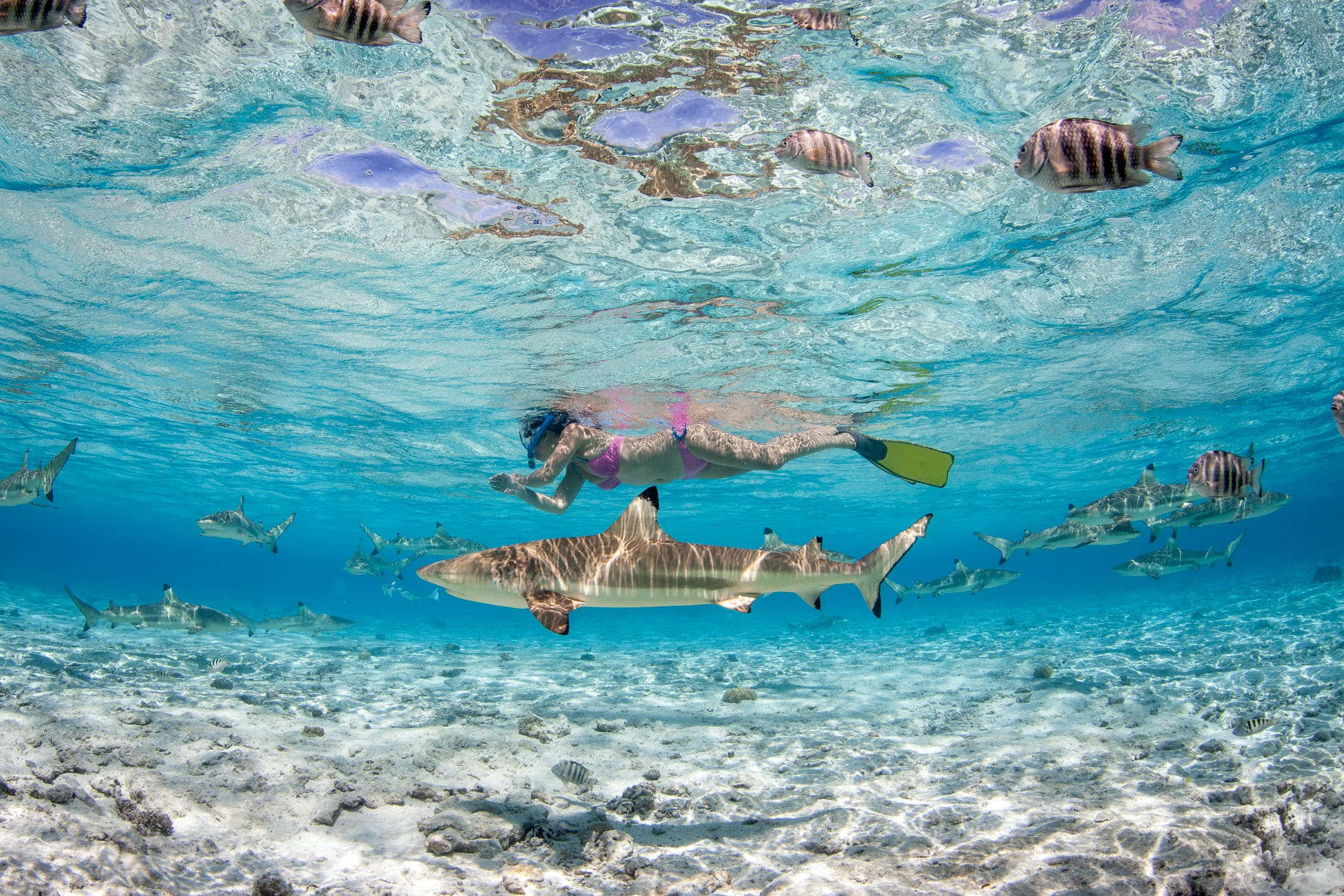 Bora Bora Beach 桌布 壁紙 — 一名浮潛者在陽光照射的珊瑚礁上，與一群鯊魚和色彩繽紛的魚群一起在水下平靜地滑行。