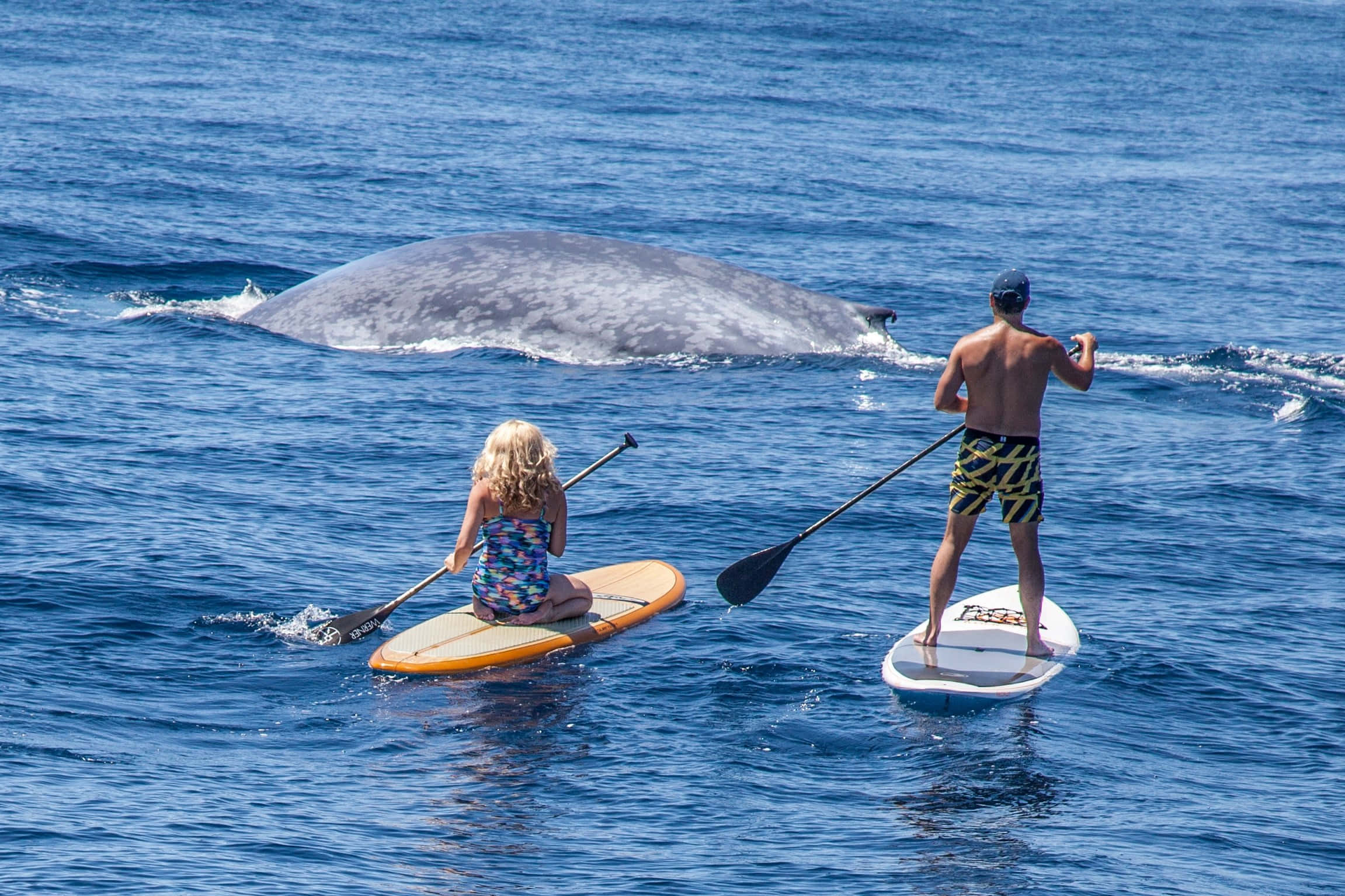 Paddleboarding 桌布 壁紙 — 一名男子和一個小孩在平靜的藍色海洋上玩槳板，附近有一條巨大的灰鯨浮出水面。