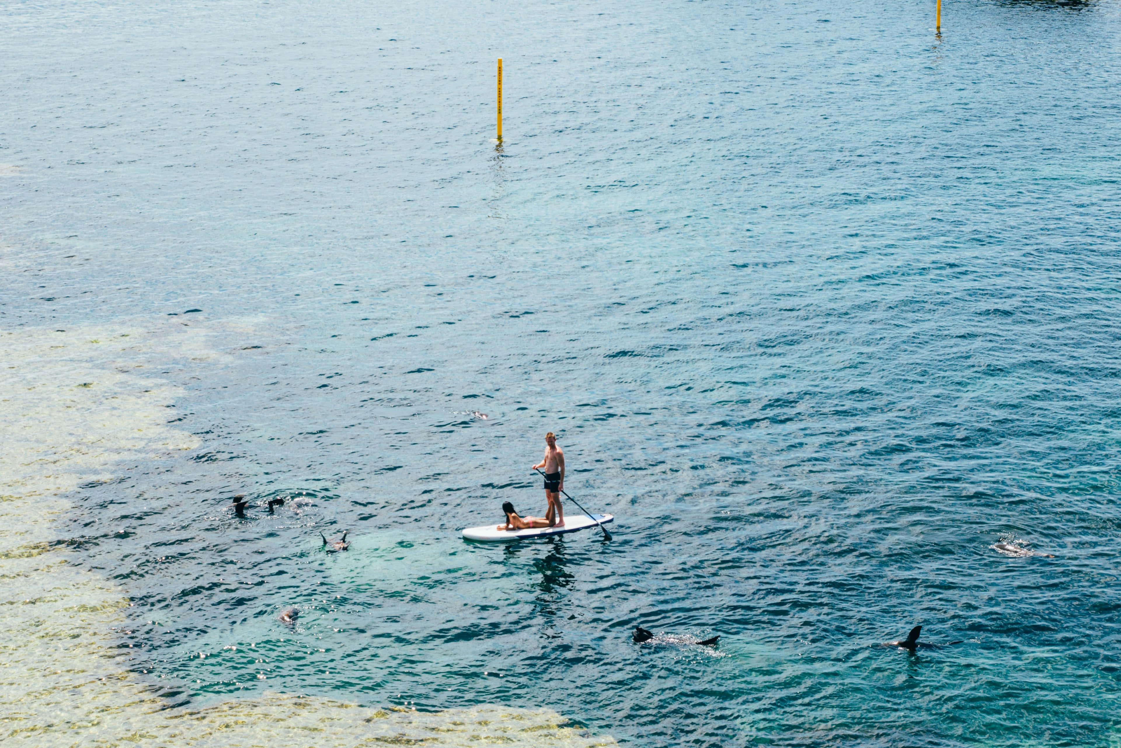 Paddleboarding 桌布 壁紙 — 一名男子和一個小孩在清澈碧綠的水中划槳板，附近有海豚游過，淺水區有游泳者。