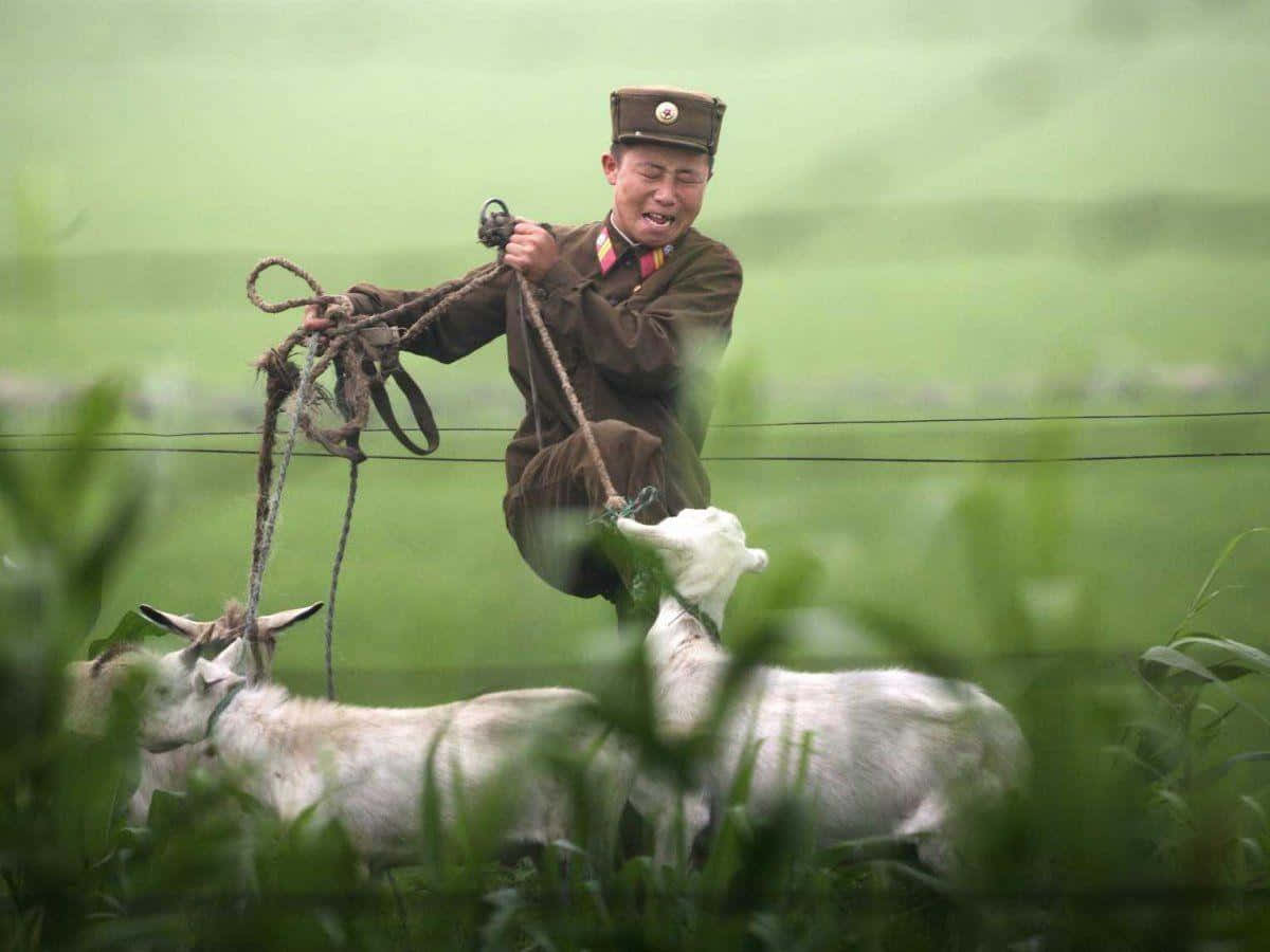 North Korea 桌布 壁紙 — 一名穿著制服、面帶微笑的男子在翠綠的田野中，頑皮地與綁在兩隻山羊身上的繩索拉扯。