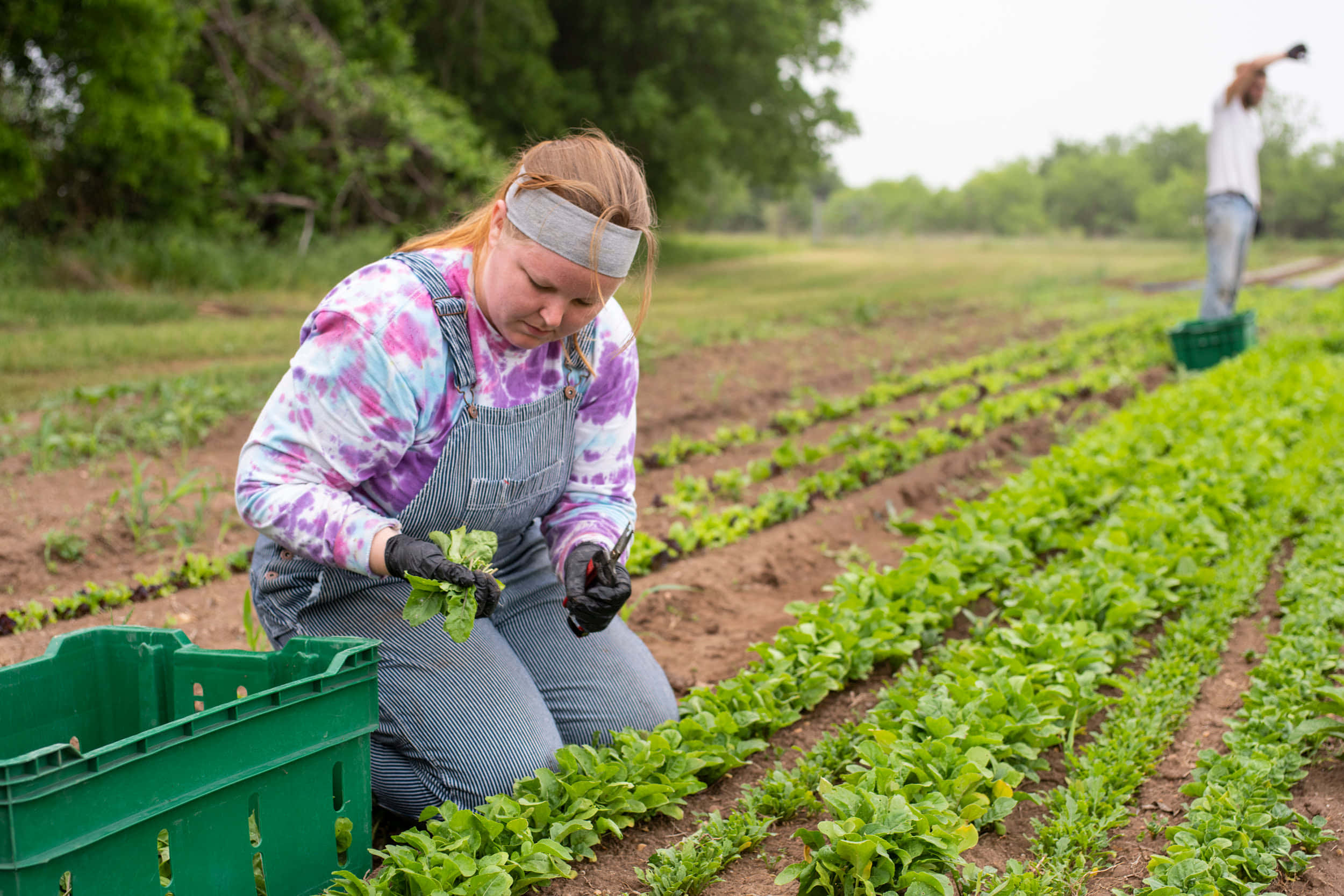 Farmer 桌布 壁紙 — 一名身穿工裝褲和手套的女性，在陰天之下從茂密綠色田野的整齊行列中收割綠葉蔬菜。