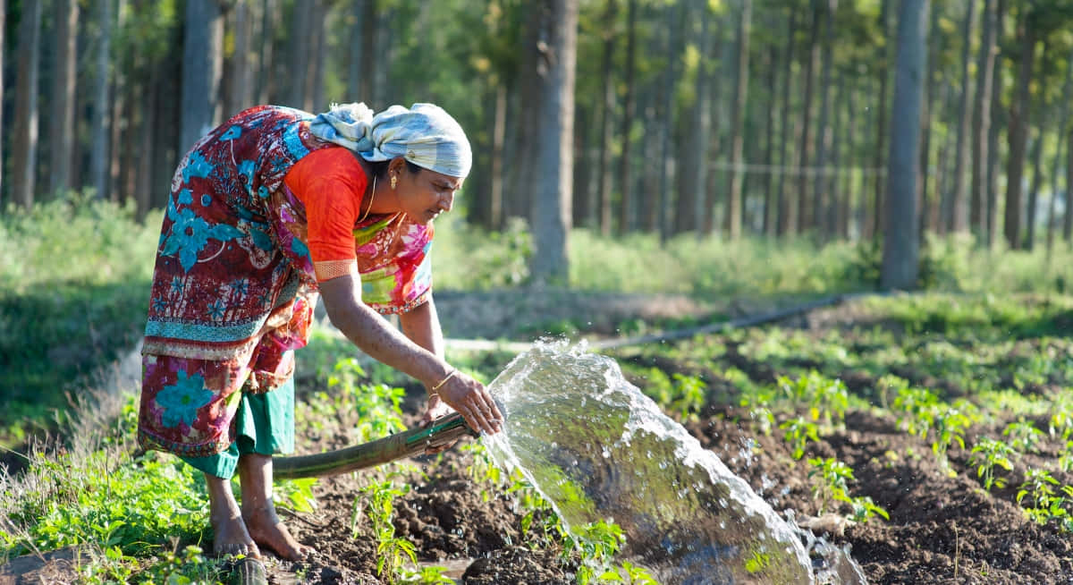 Organic Farming 桌布 壁紙 — 一名身穿色彩繽紛傳統服飾的女子，在陽光普照、兩旁高樹成排的田野中為幼嫩植物澆水。